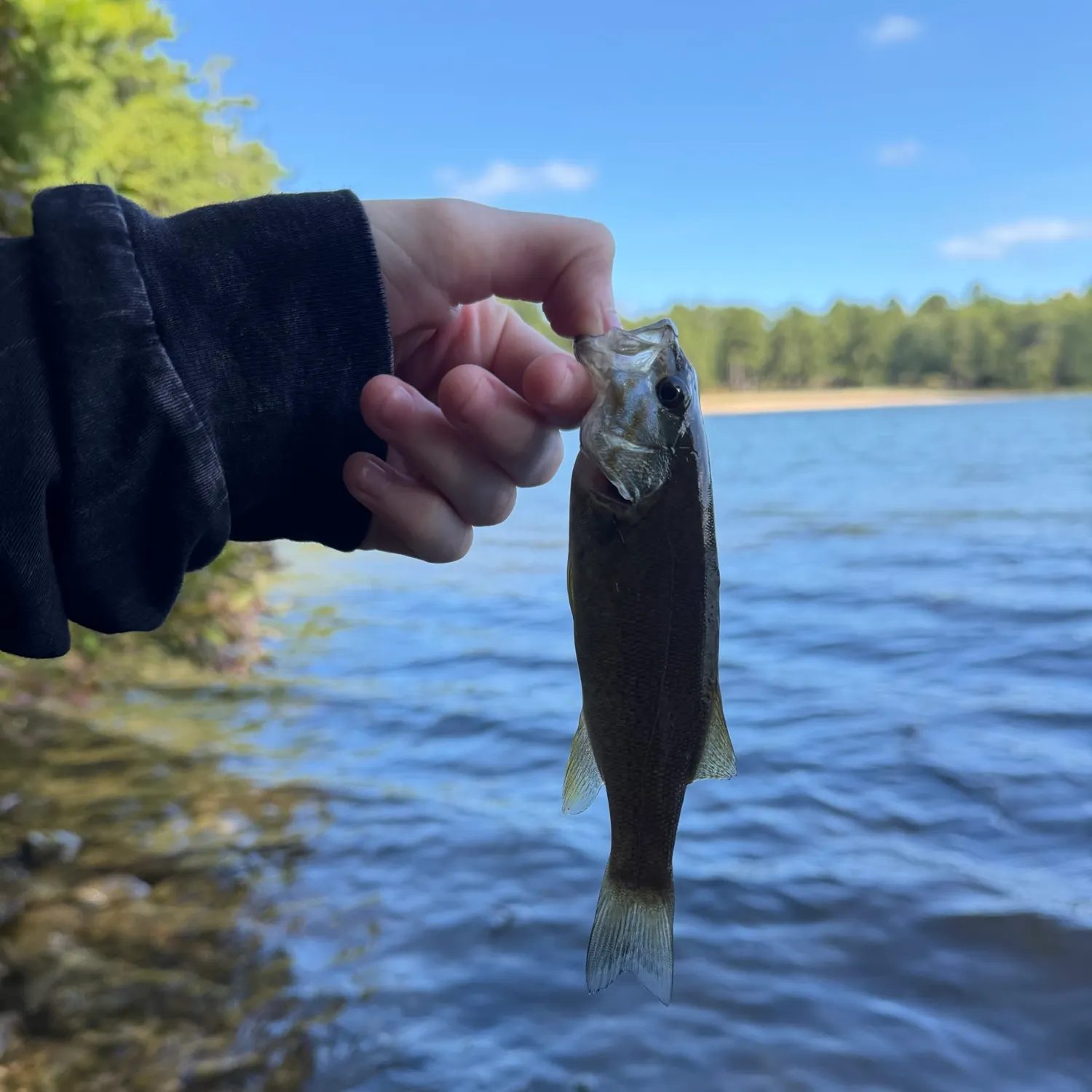 Smallmouth bass caught on Fishbrain