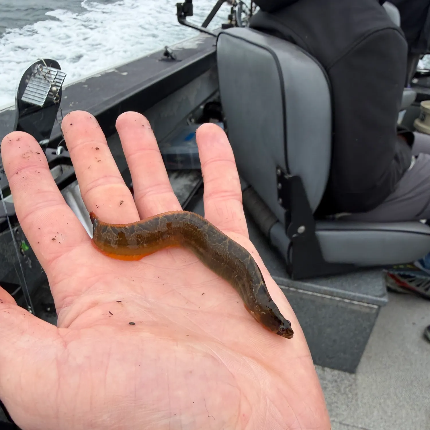 The most recent Rock gunnel catches on Fishbrain
