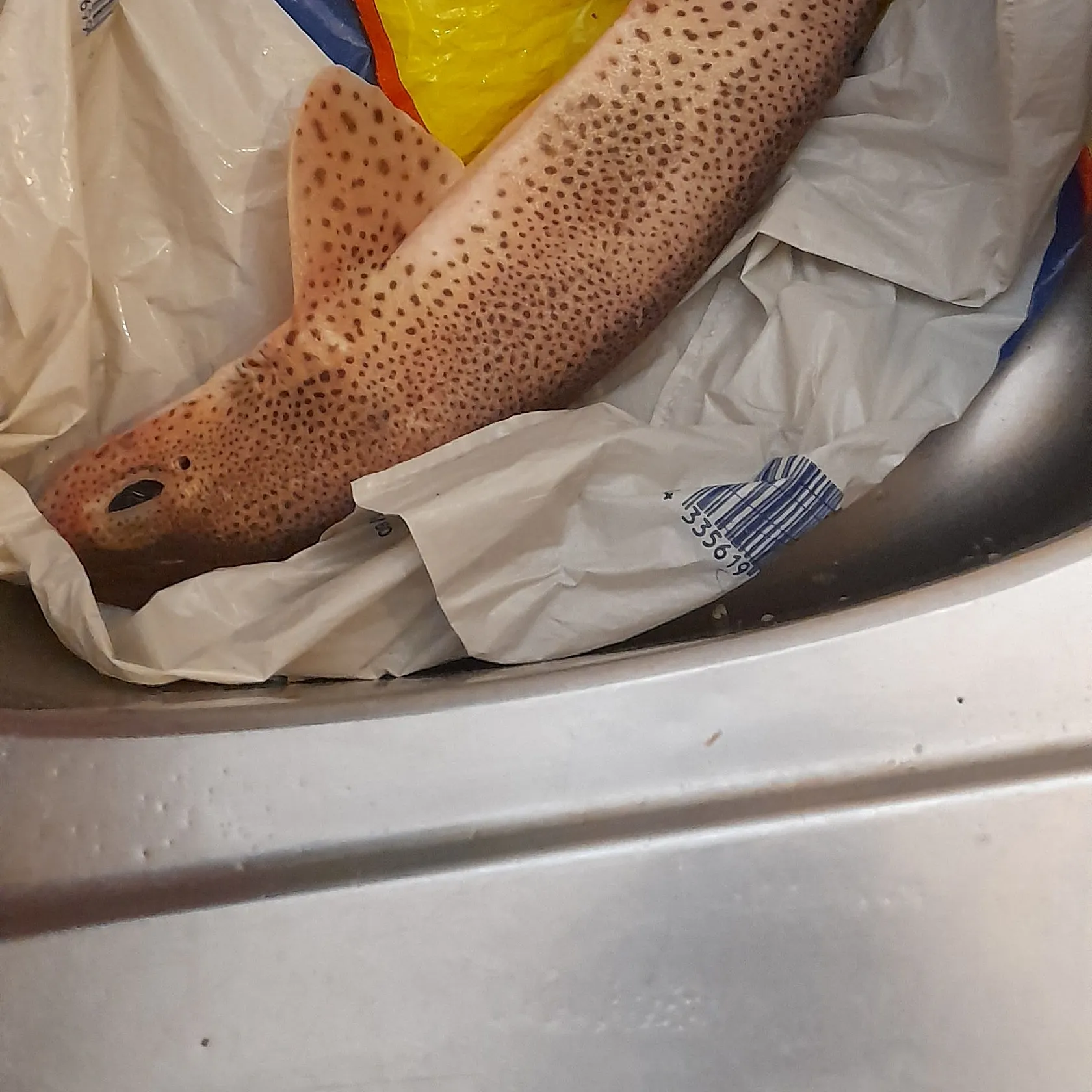 The most recent Brown shyshark catches on Fishbrain