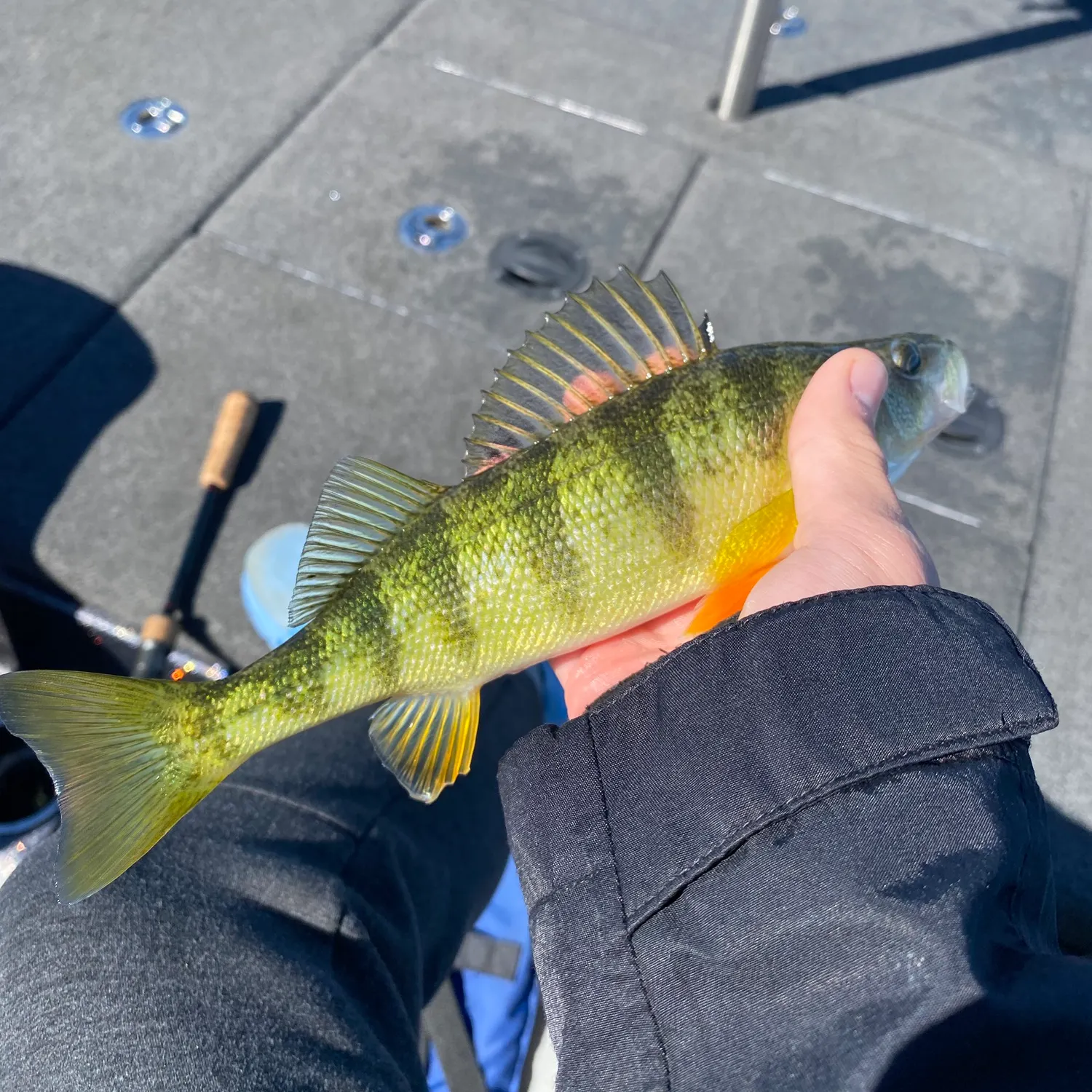 Yellow perch caught on Fishbrain