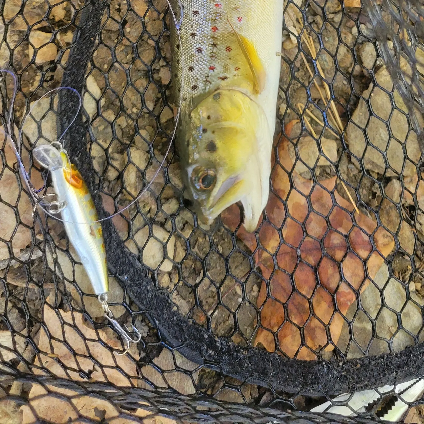 Brown trout caught on Fishbrain