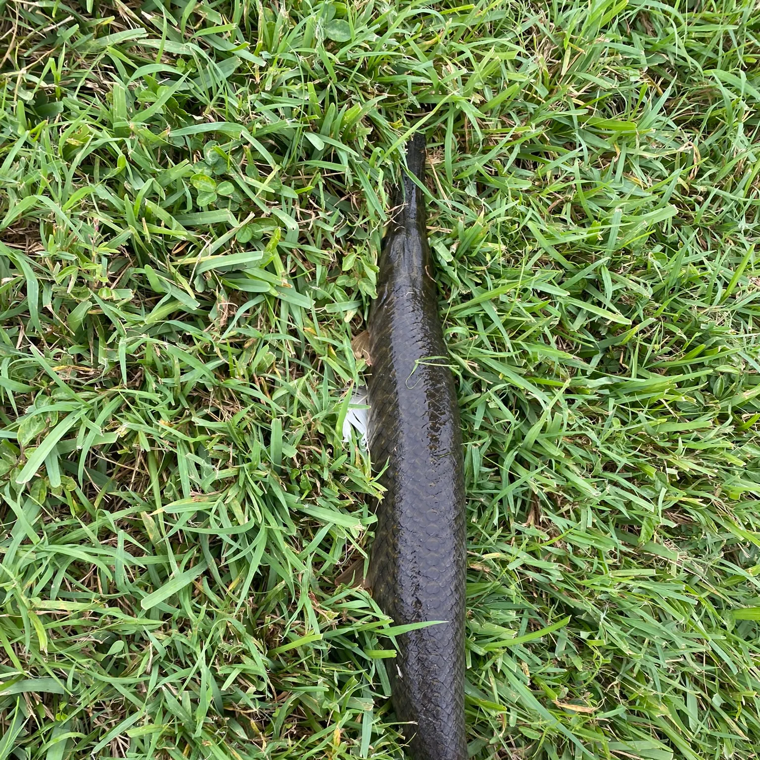 The most recent Spotted gar catches on Fishbrain