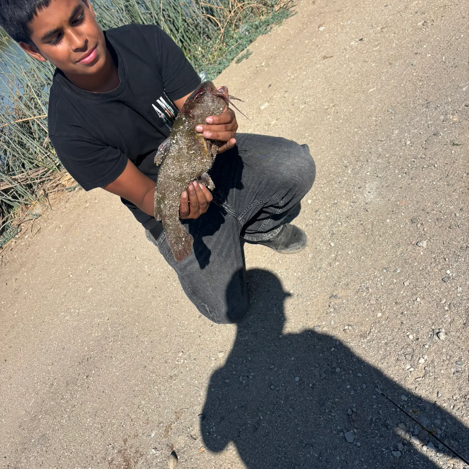 Yellow bullhead caught on Fishbrain