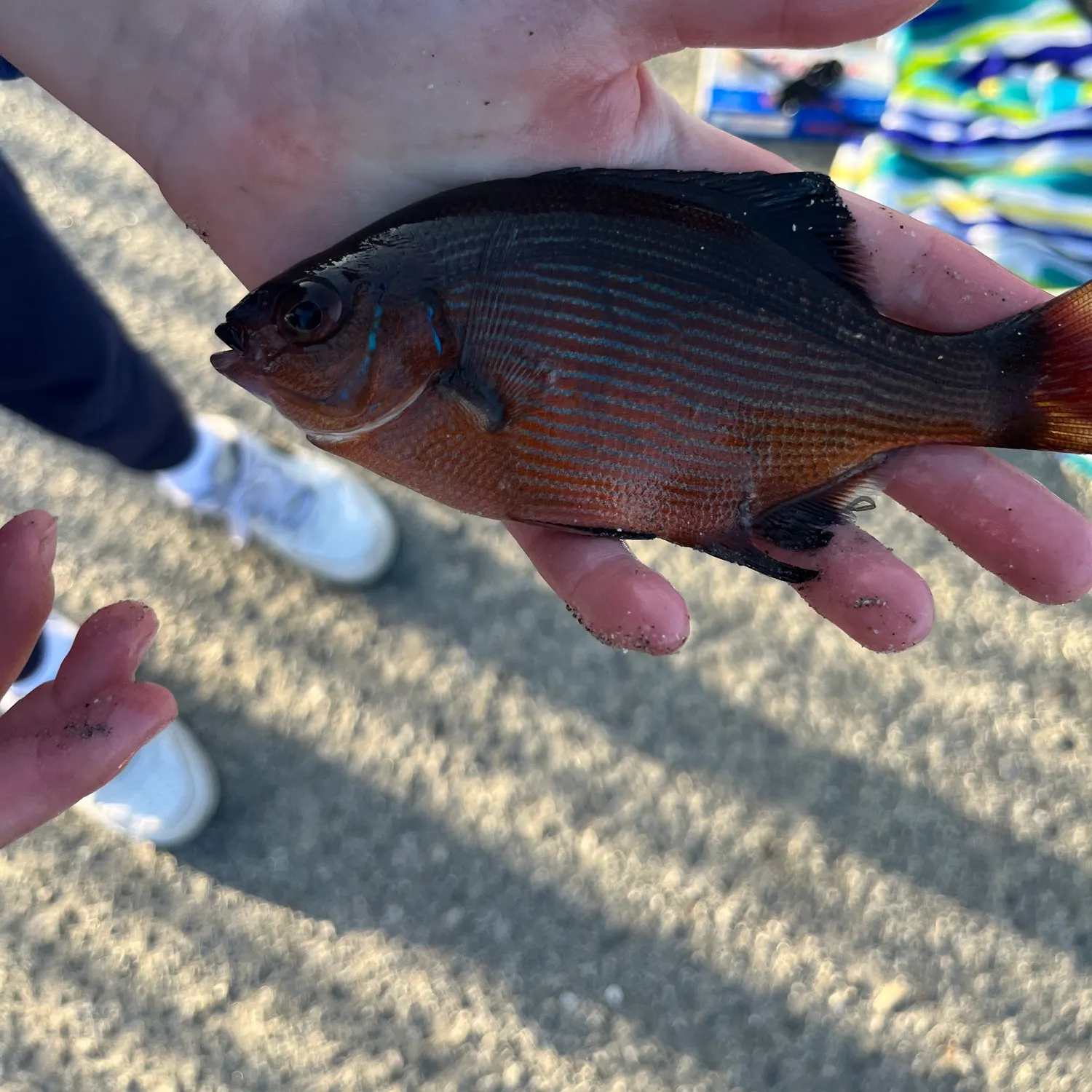 The most recent Striped seaperch catches on Fishbrain