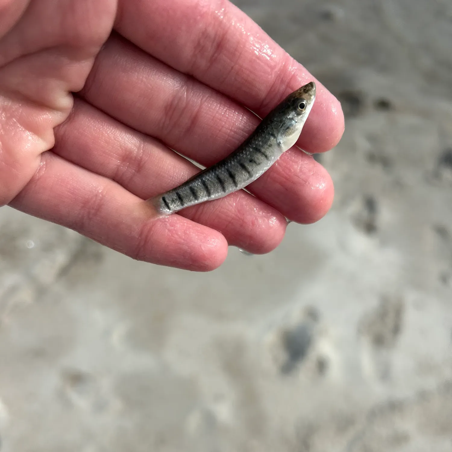 The most recent Common logperch catches on Fishbrain