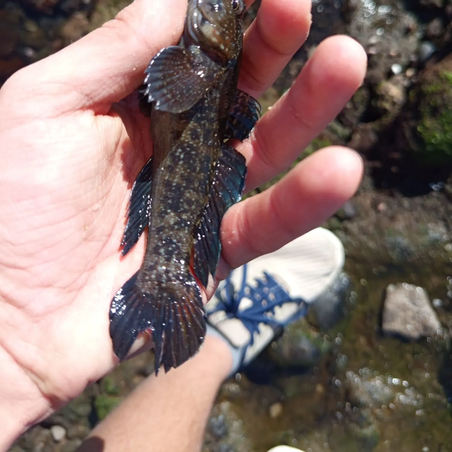 The most recent Black goby catches on Fishbrain