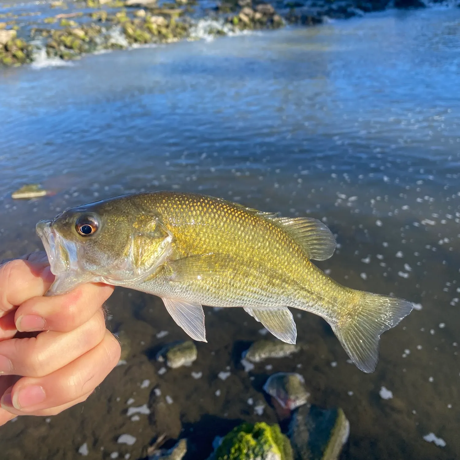 Fish caught on Fishbrain