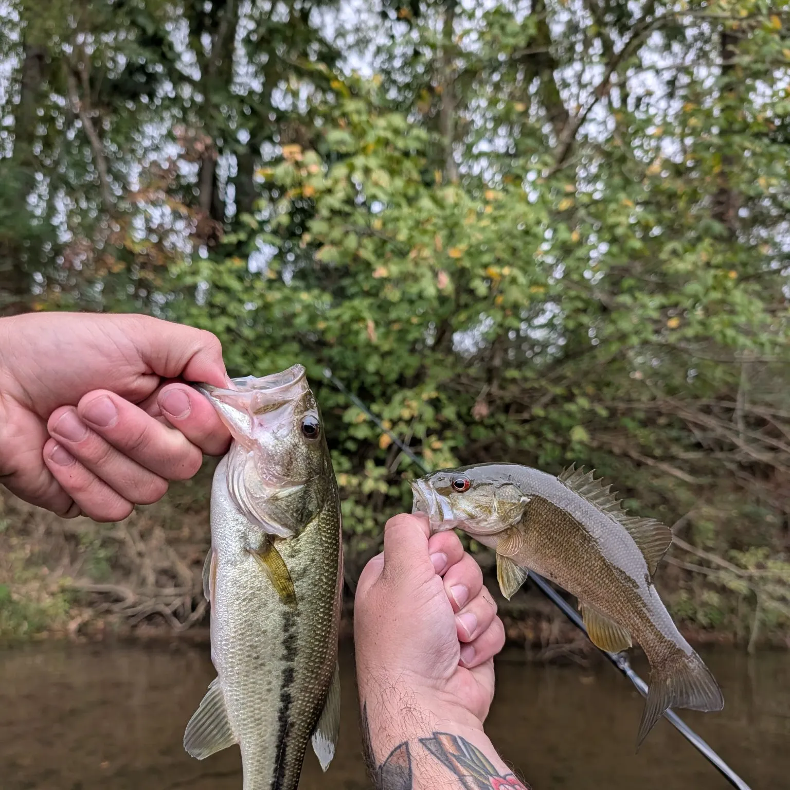 Smallmouth bass caught on Fishbrain