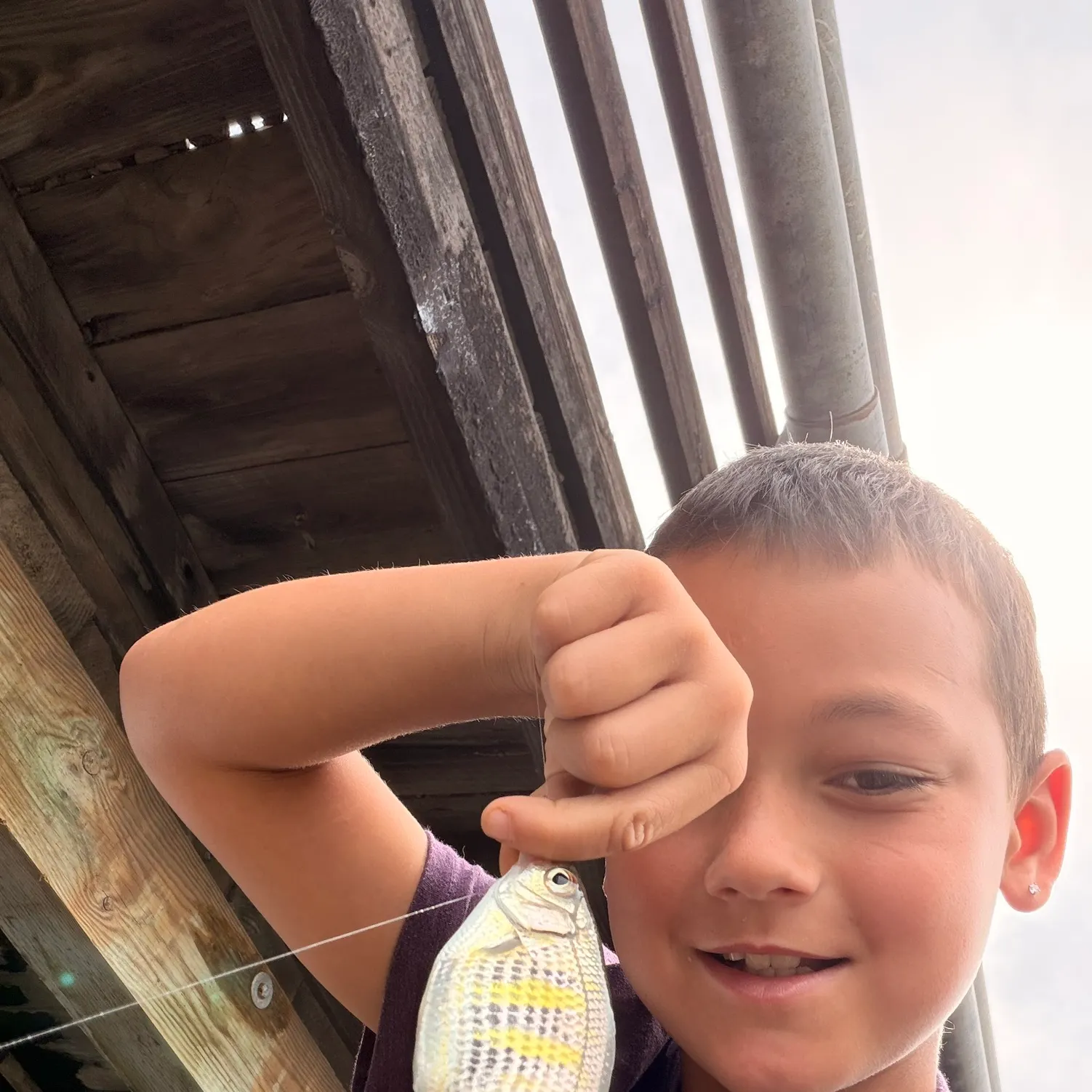 The most recent Shiner perch catches on Fishbrain