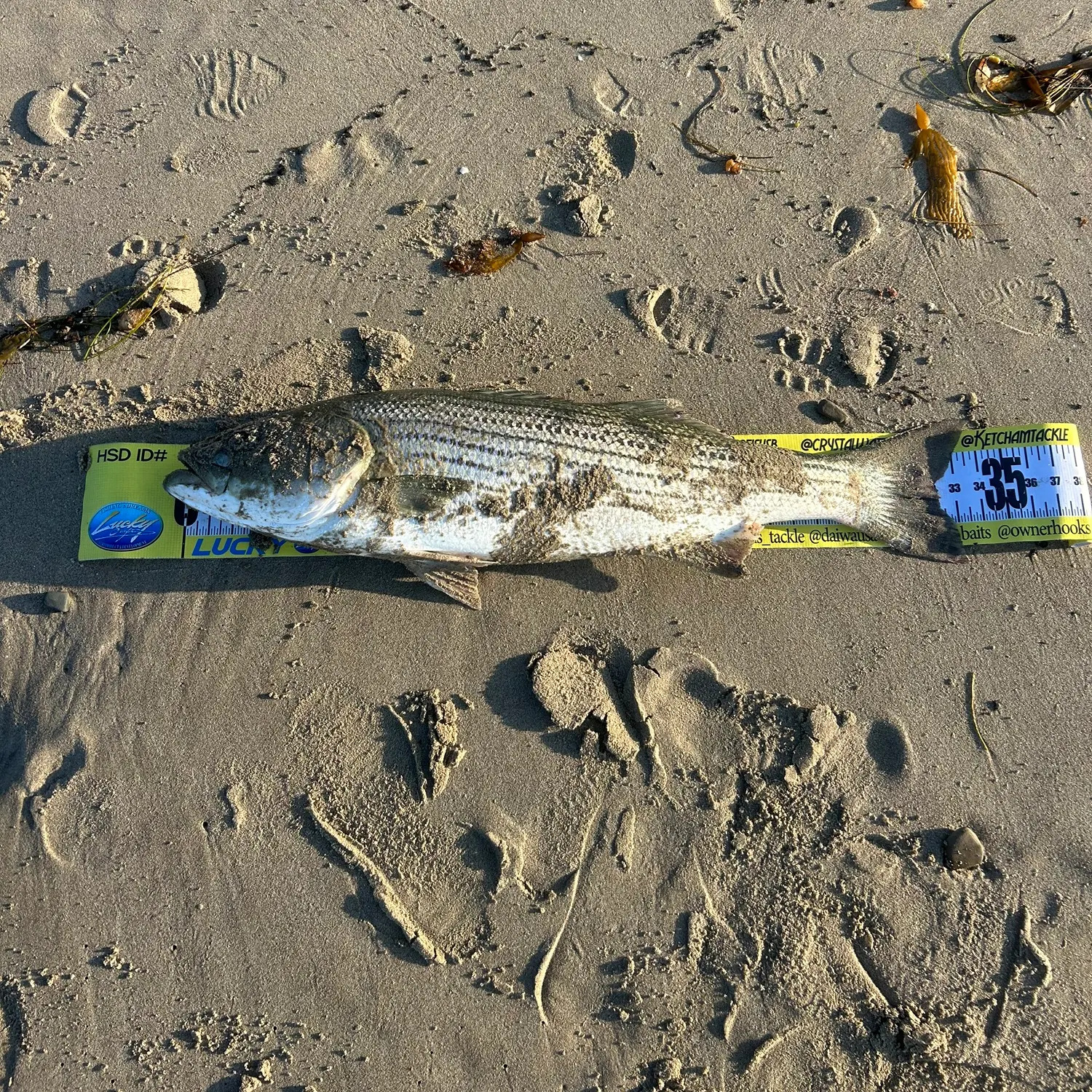 Striped bass caught on Fishbrain