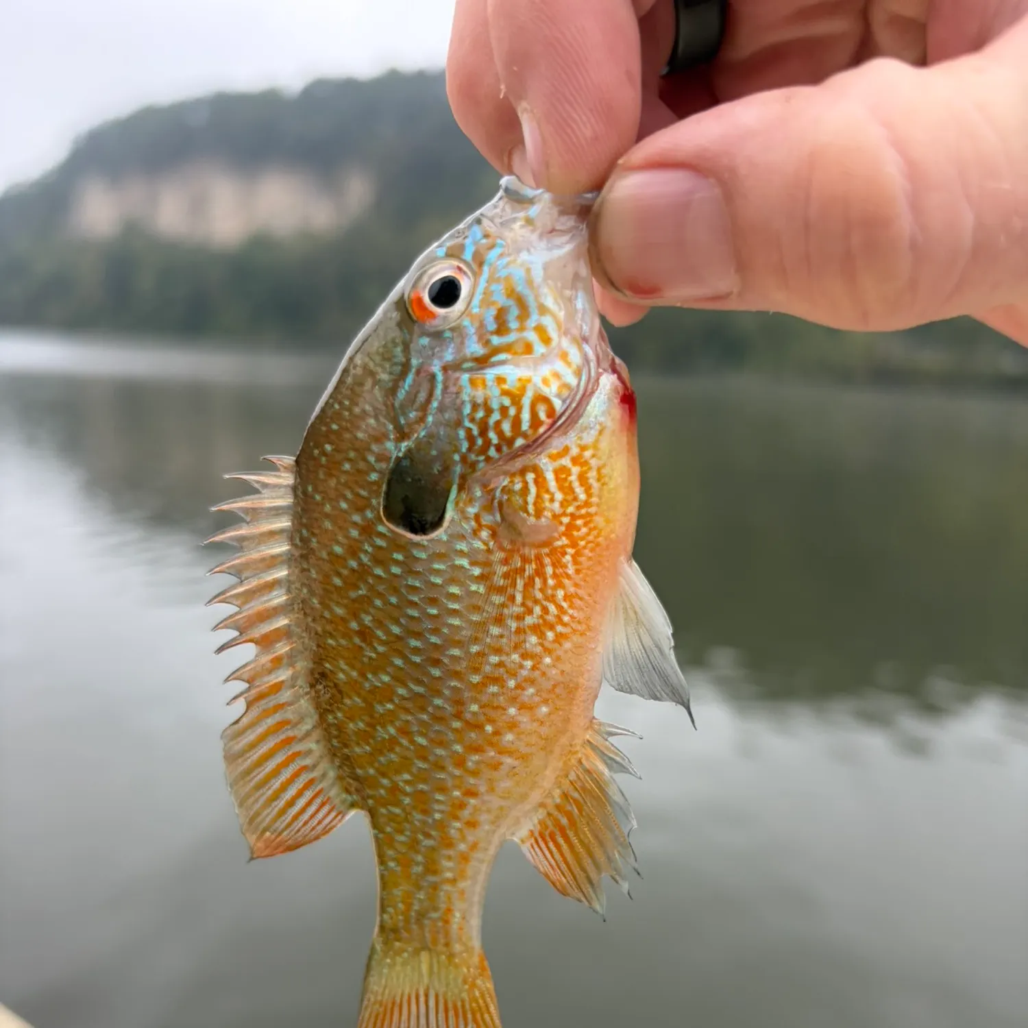 Longear sunfish caught on Fishbrain