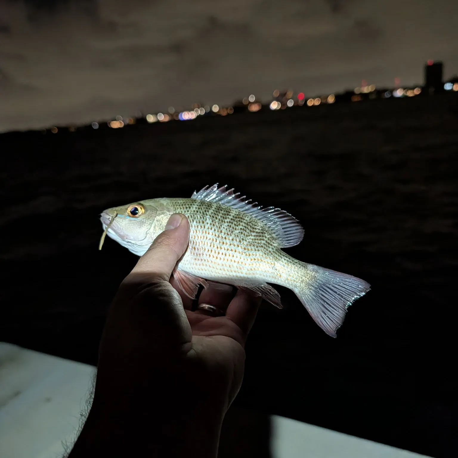 The most recent Mangrove snapper catches on Fishbrain