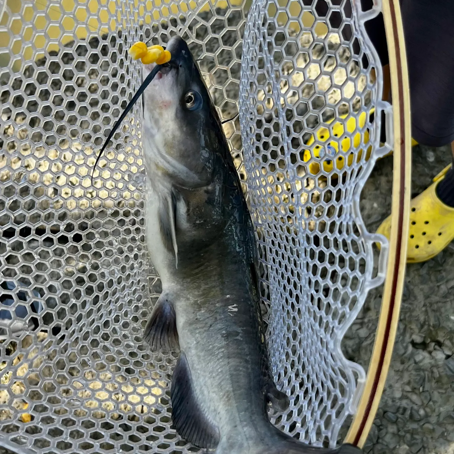 Channel catfish caught on Fishbrain