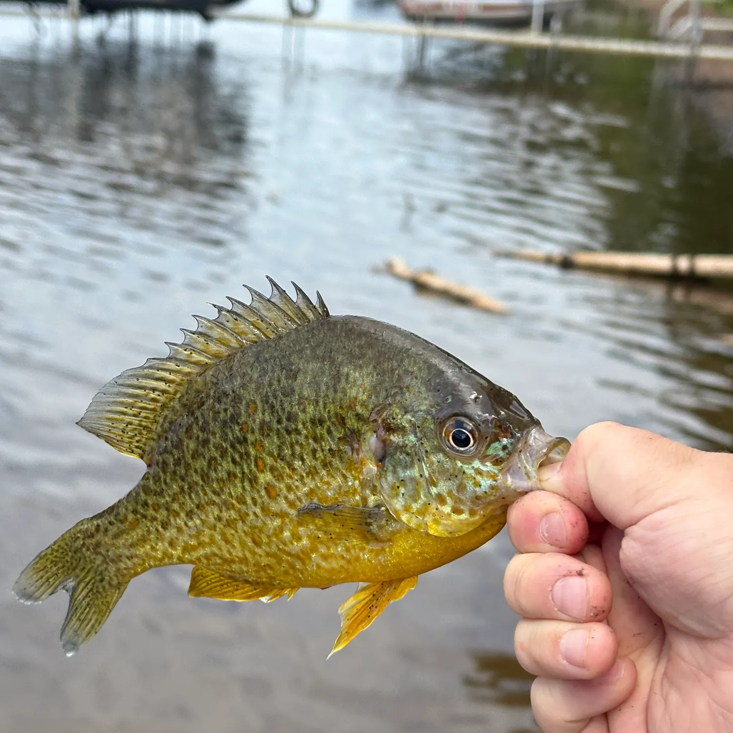 Pumpkinseed caught on Fishbrain