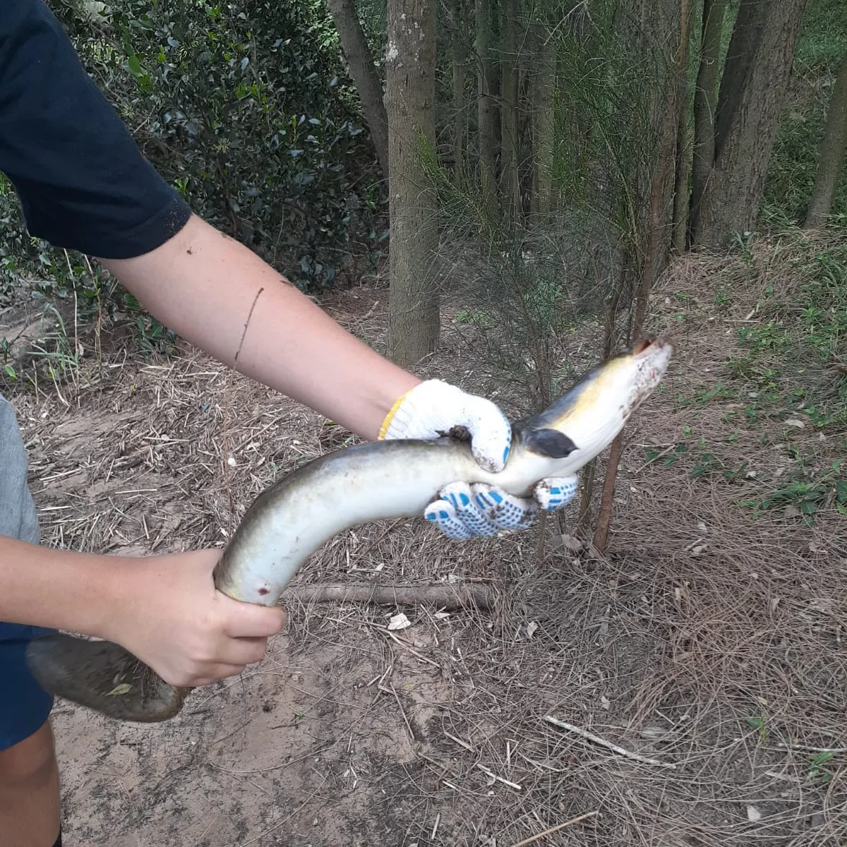 The most recent Speckled longfin eel catches on Fishbrain
