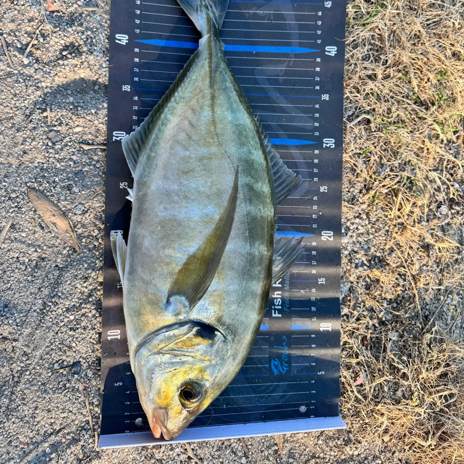 White trevally caught on Fishbrain