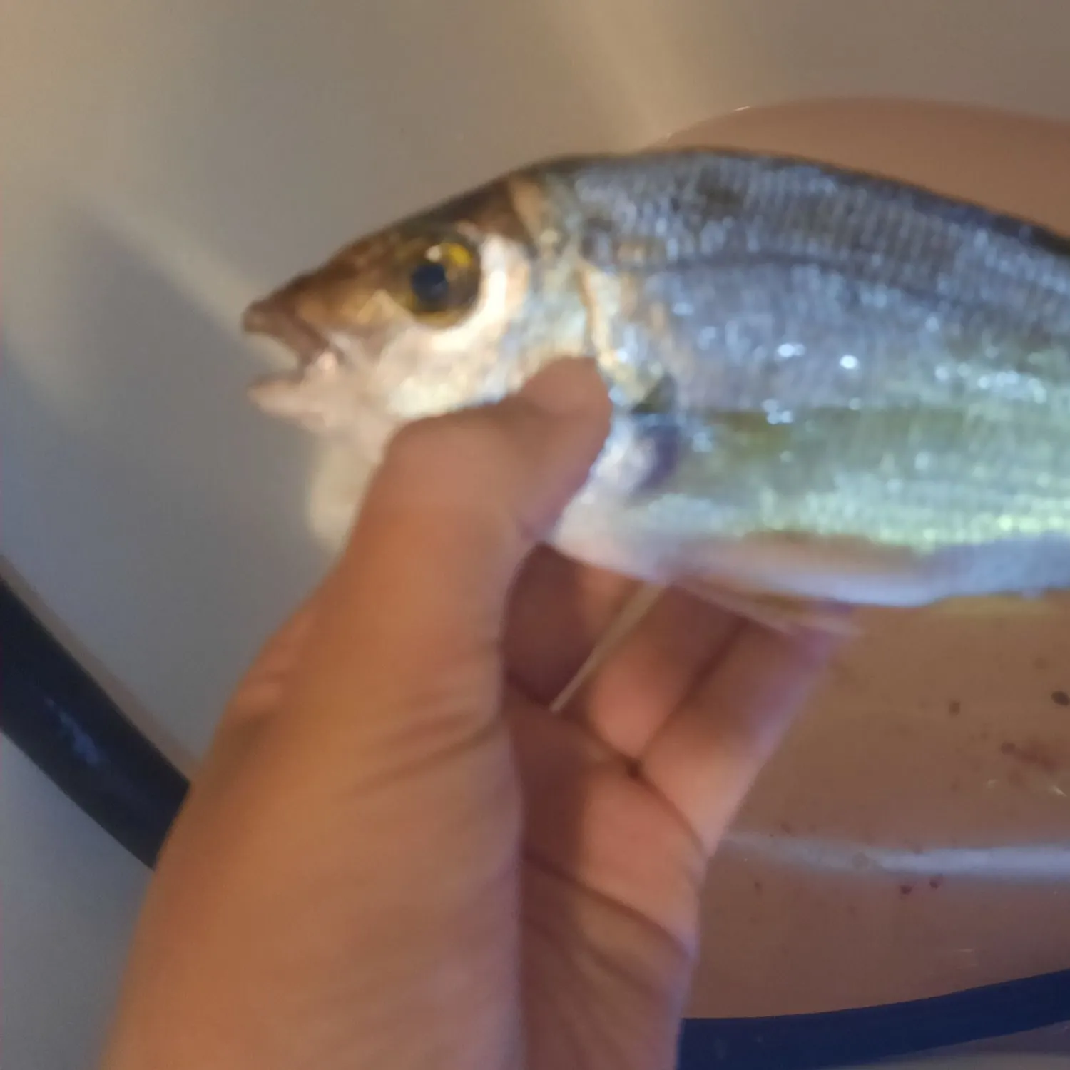 The most recent Annular seabream catches on Fishbrain