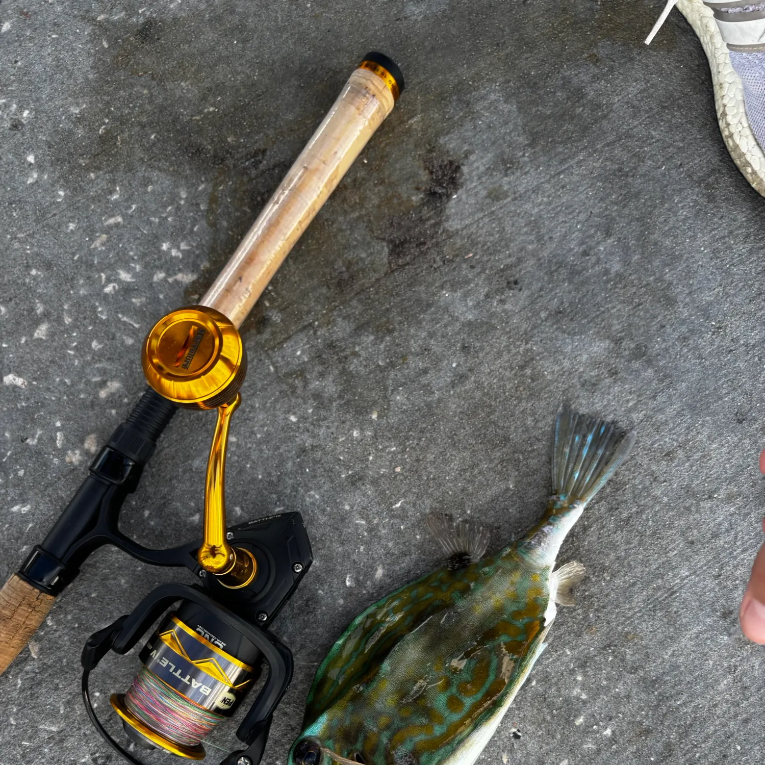 recently logged catches