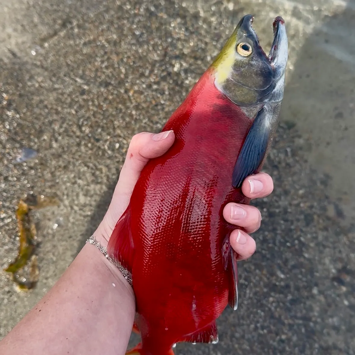 Kokanee salmon caught on Fishbrain