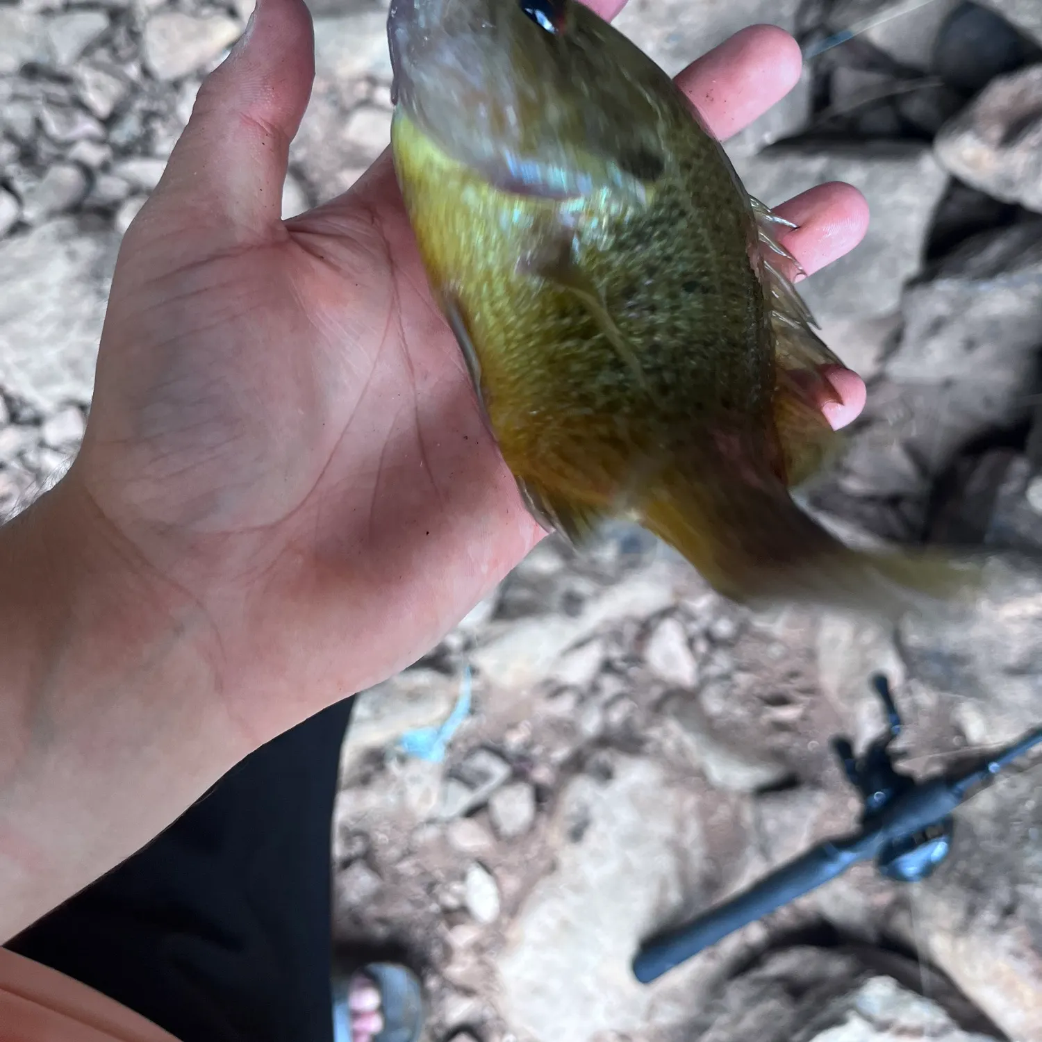 Fish caught on Fishbrain