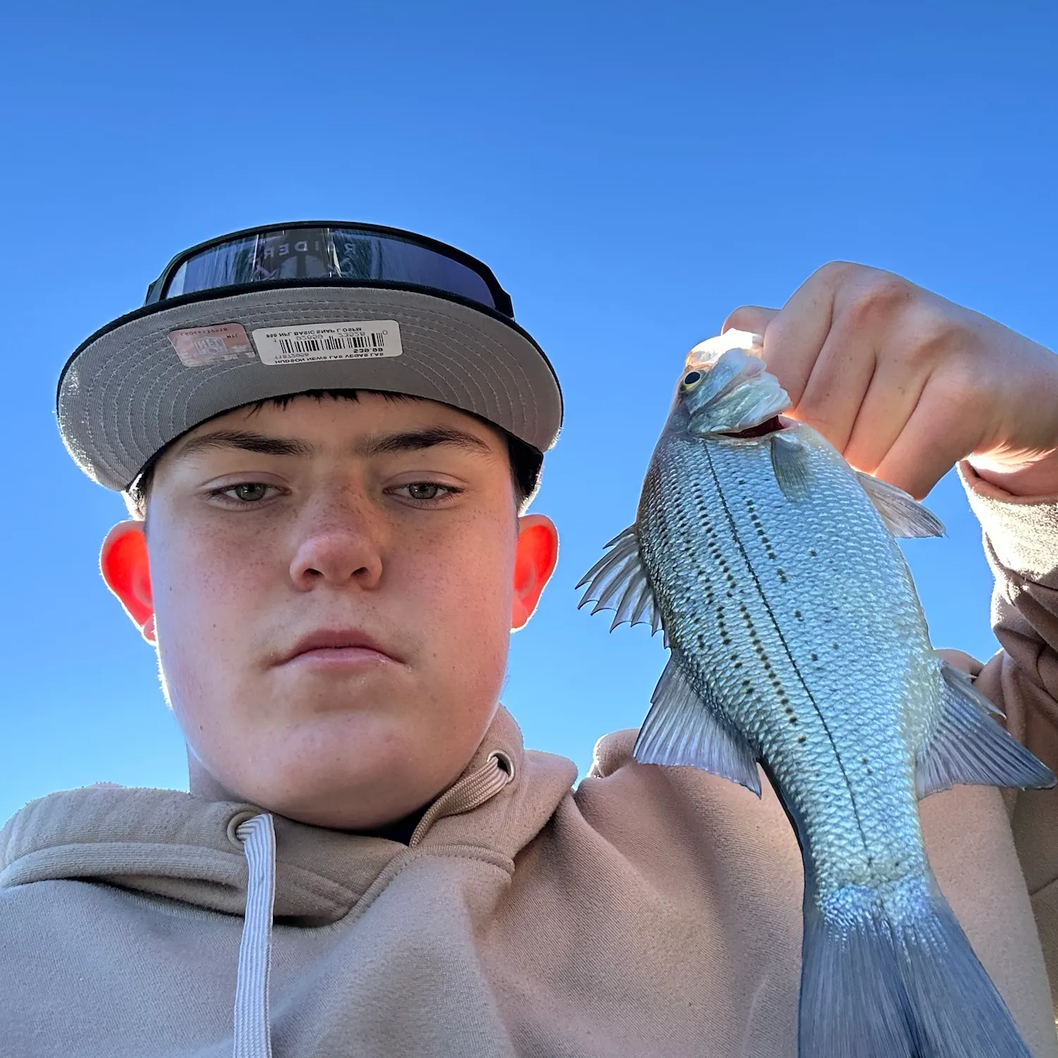 White bass caught on Fishbrain