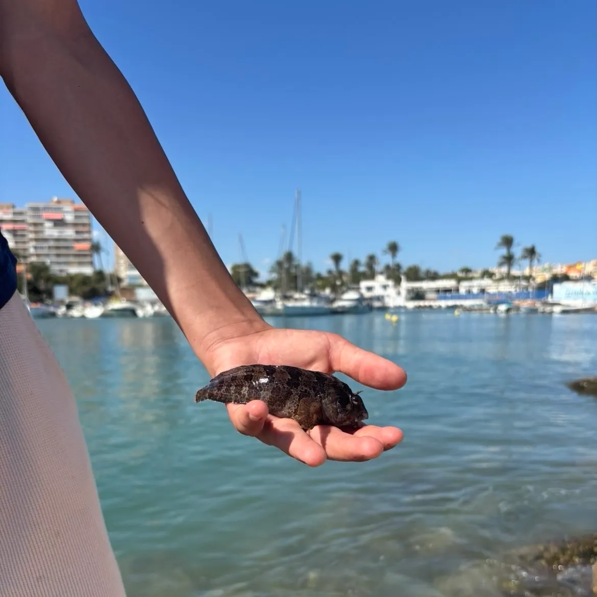 The most recent Tompot blenny catches on Fishbrain