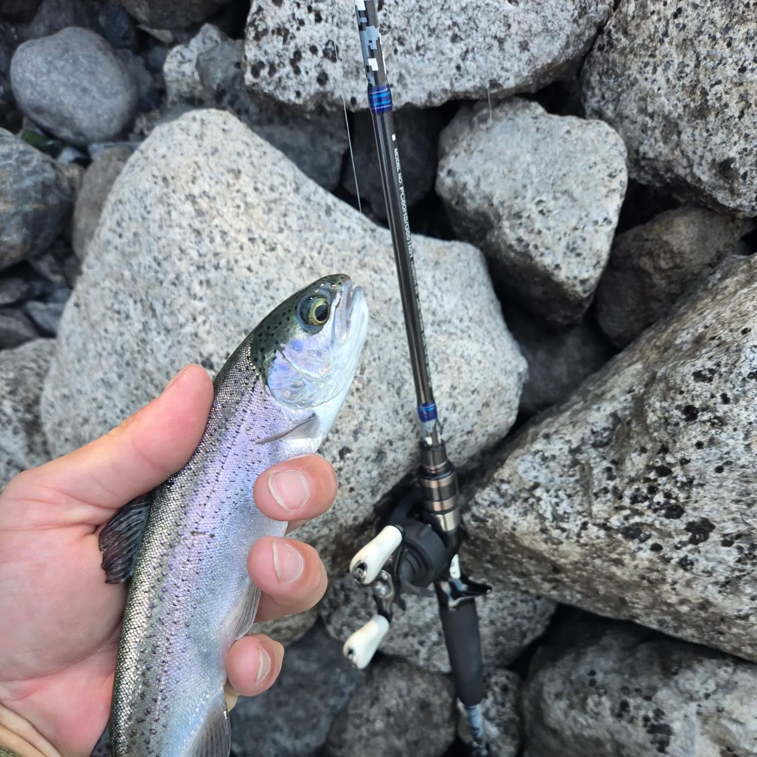 Rainbow trout caught on Fishbrain