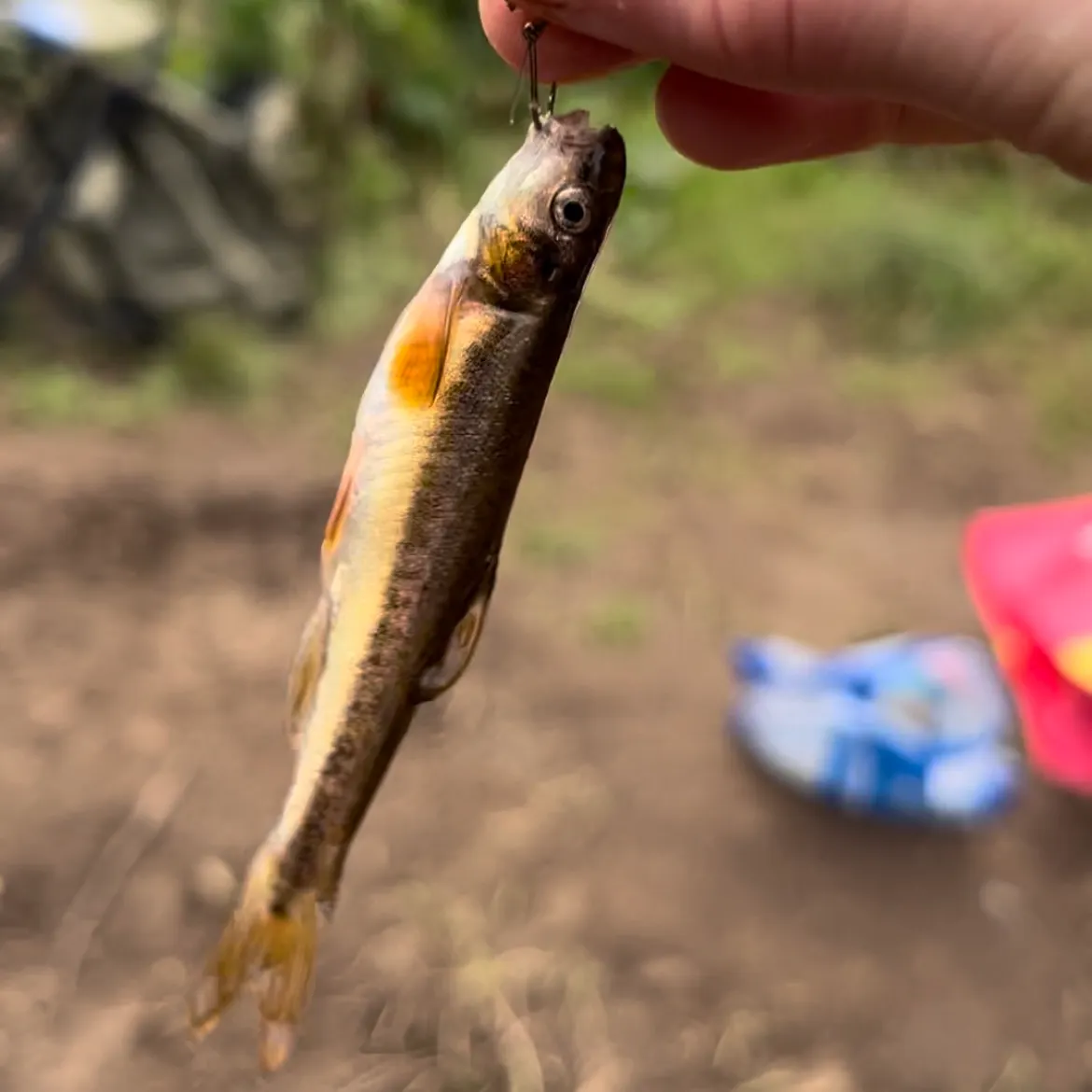 The most recent Eurasian minnow catches on Fishbrain