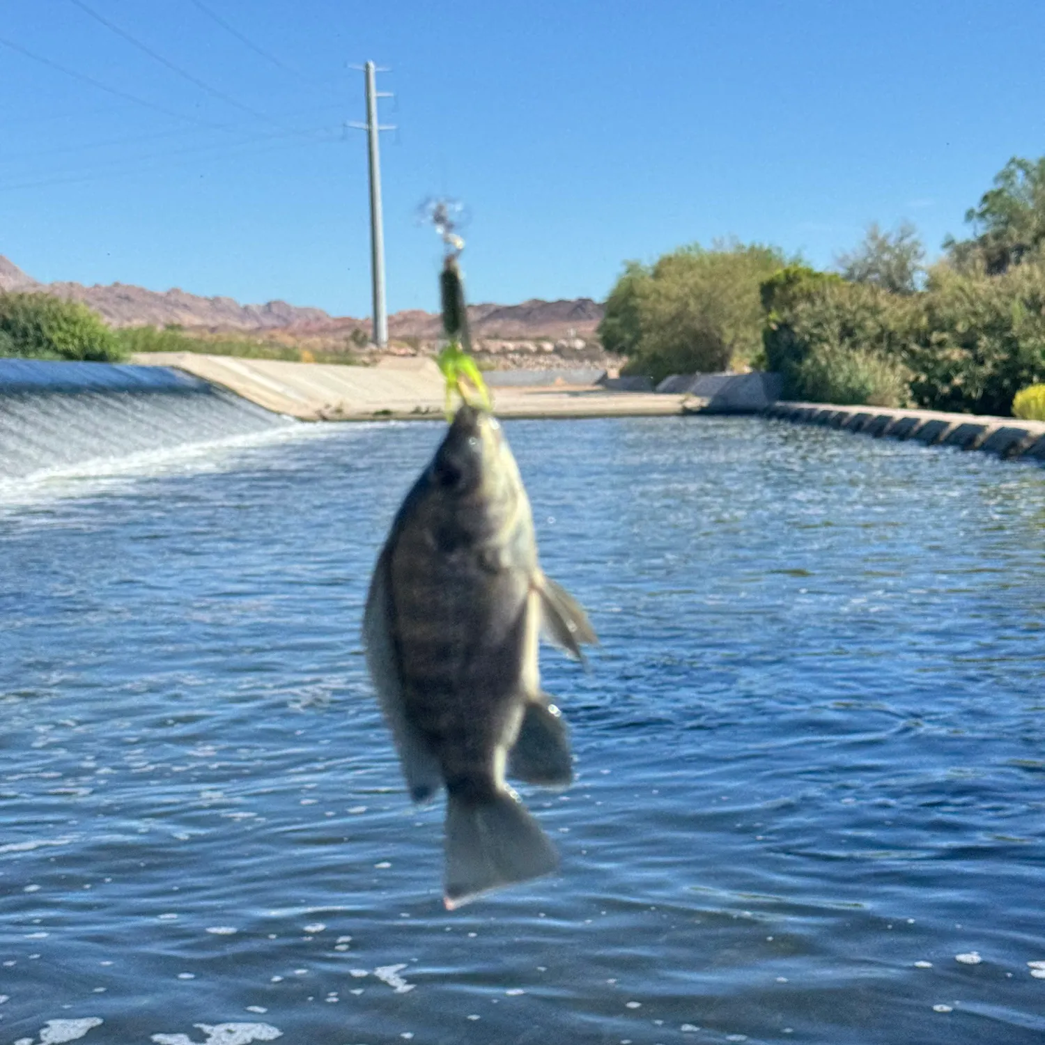 The most recent Nile tilapia catches on Fishbrain