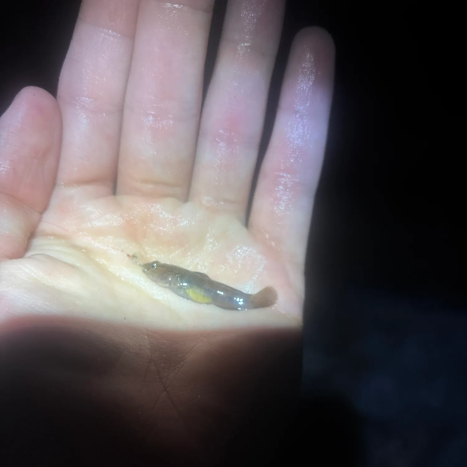 The most recent Naked goby catches on Fishbrain