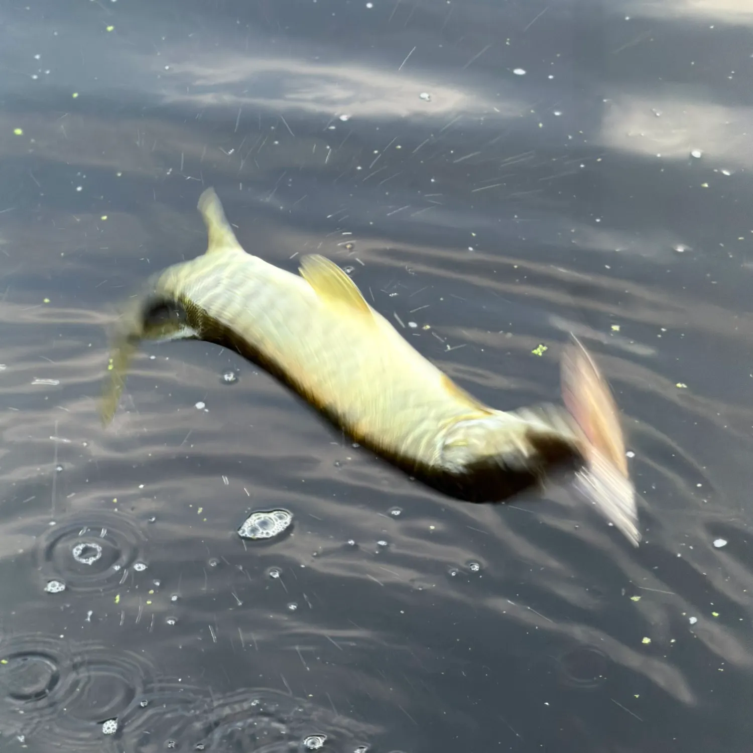 The most recent Tiger muskellunge catches on Fishbrain