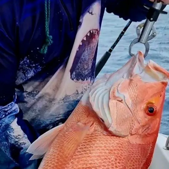 The most recent Malabar blood snapper catches on Fishbrain