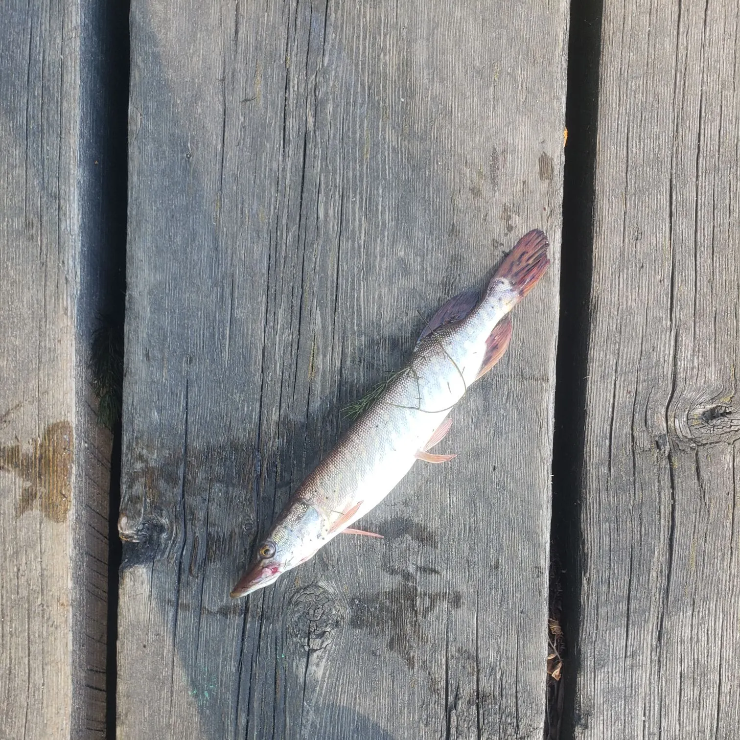 Northern pike caught on Fishbrain