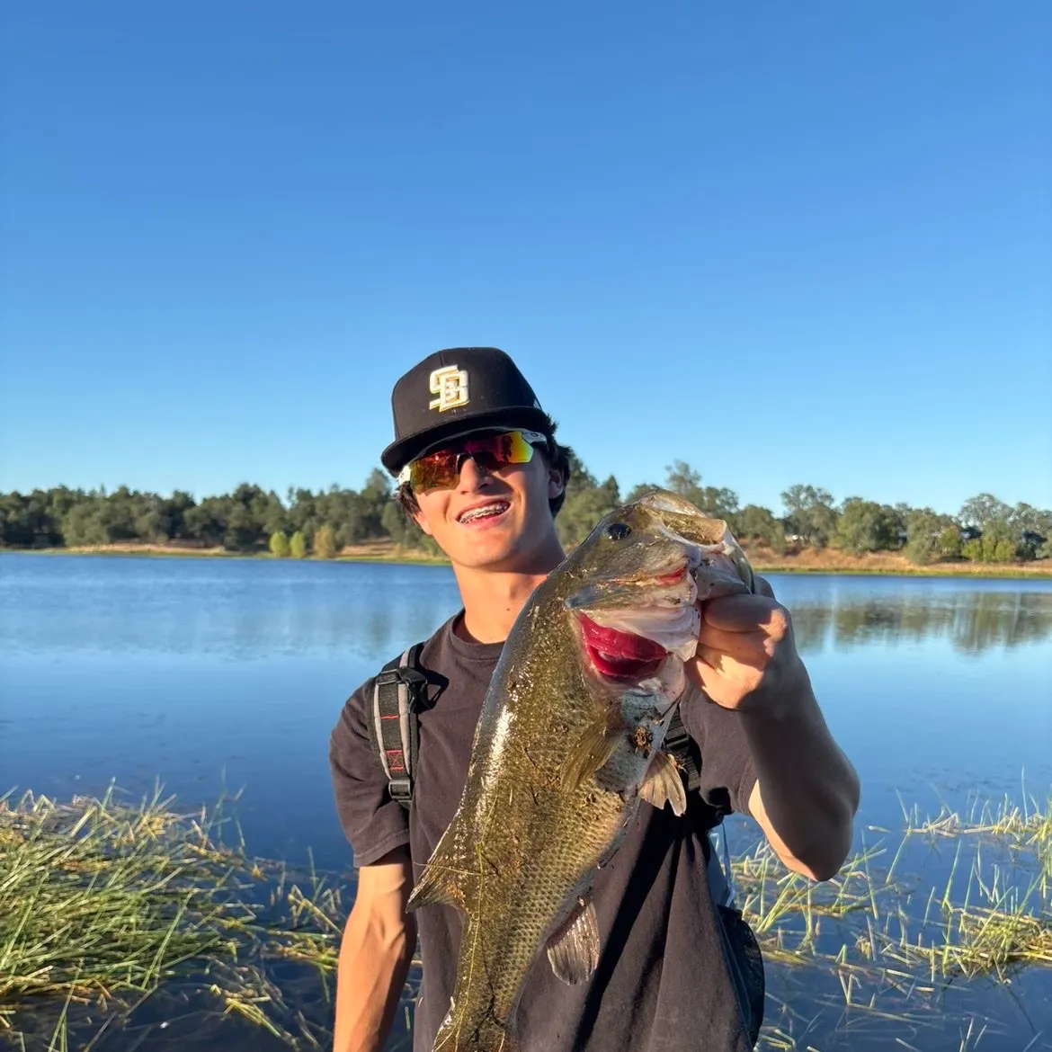 The most recent Wels catfish catches on Fishbrain