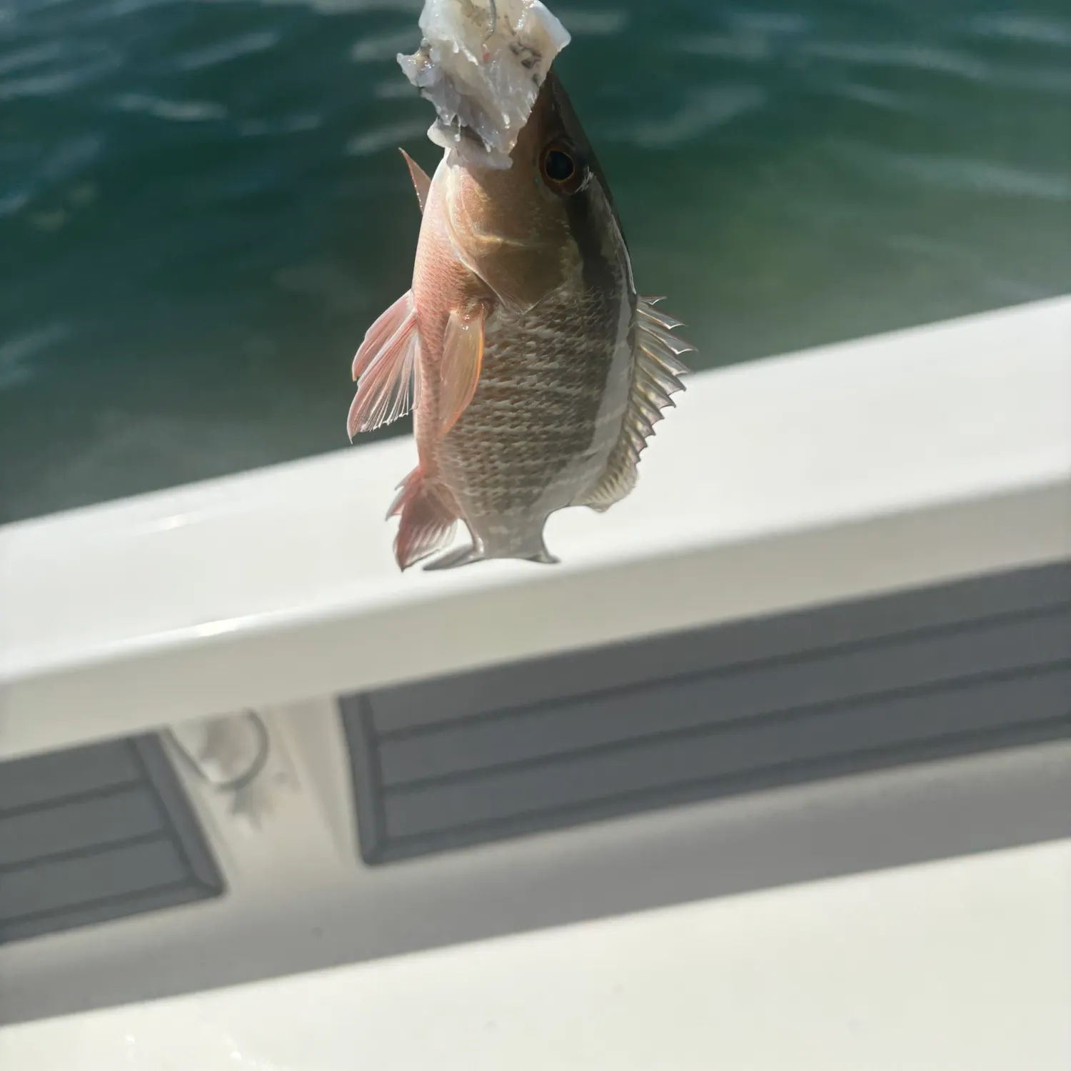 The most recent Mangrove snapper catches on Fishbrain