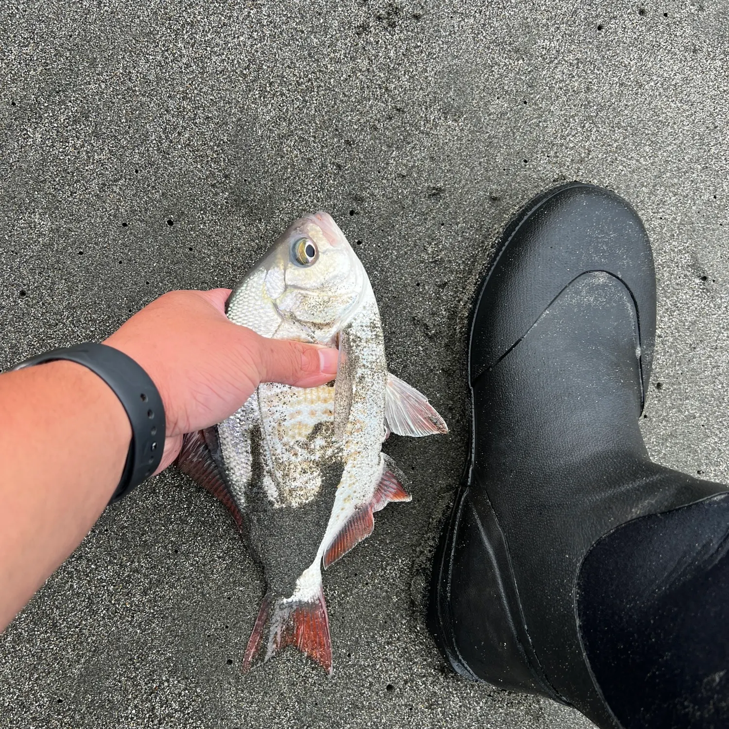 Redtail surfperch caught on Fishbrain