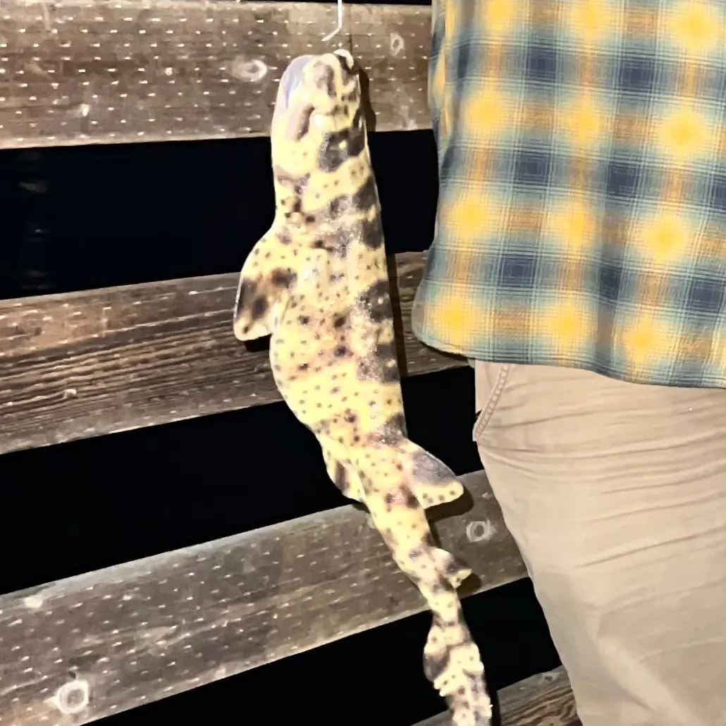 The most recent Swellshark catches on Fishbrain