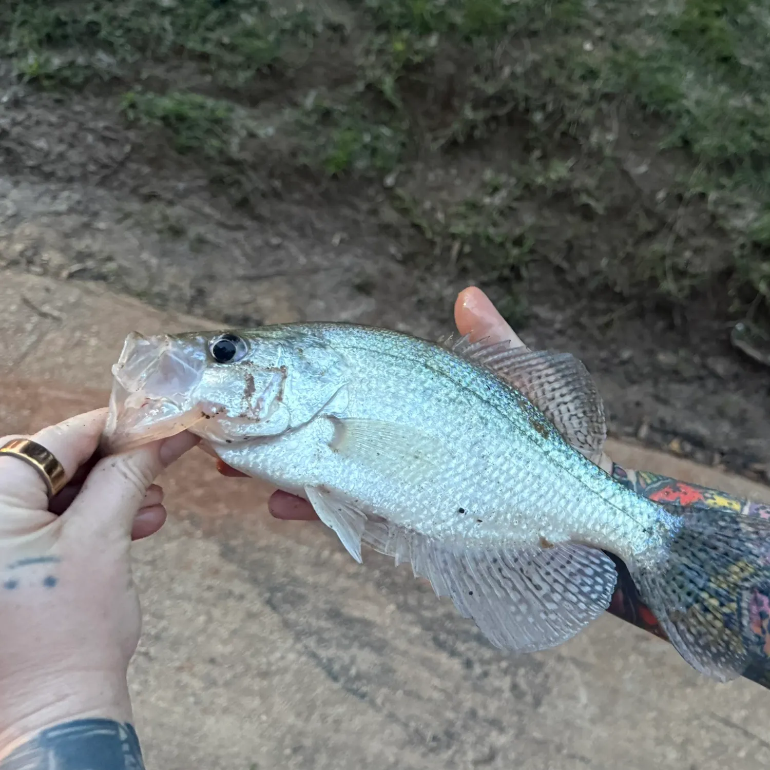 The most recent White crappie catches on Fishbrain