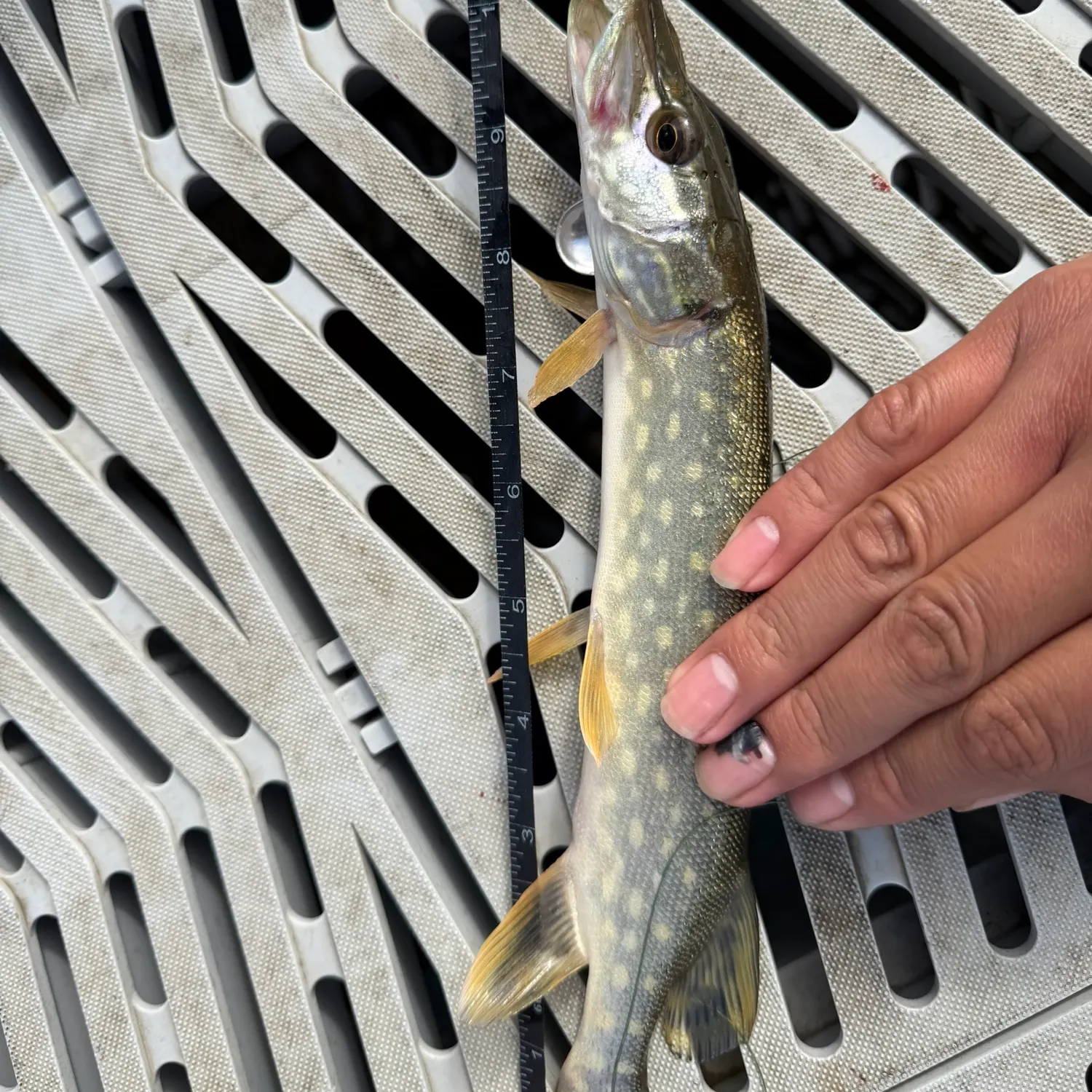 Northern pike caught on Fishbrain