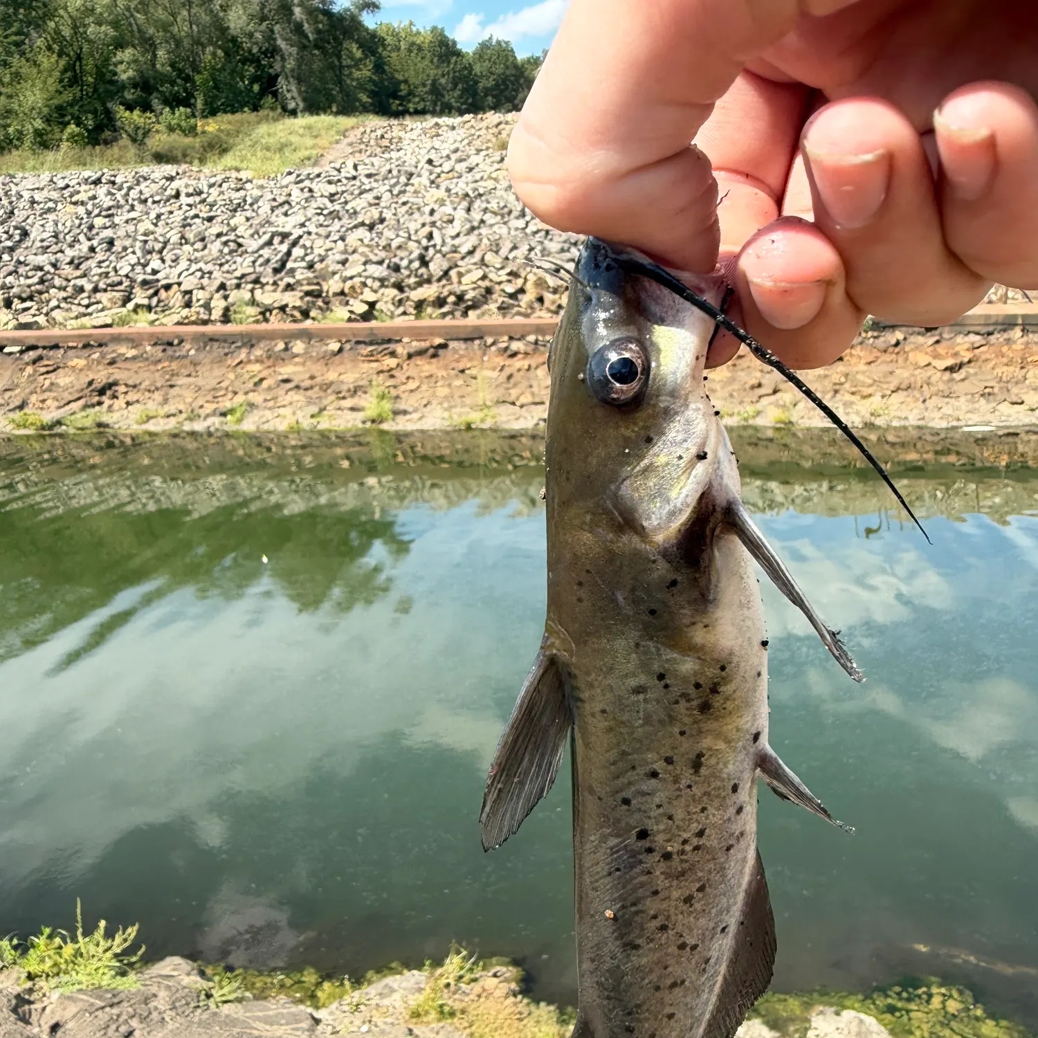 Channel catfish caught on Fishbrain