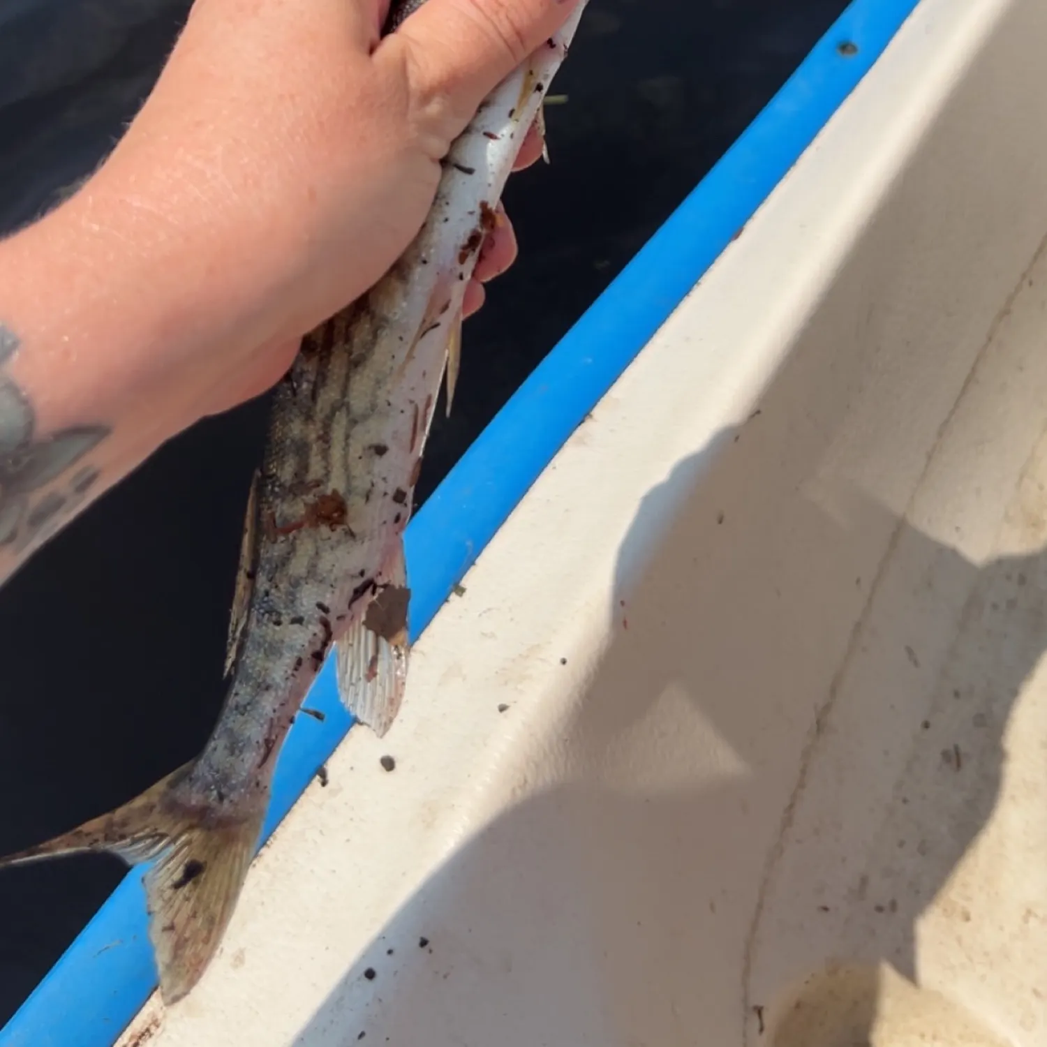 recently logged catches