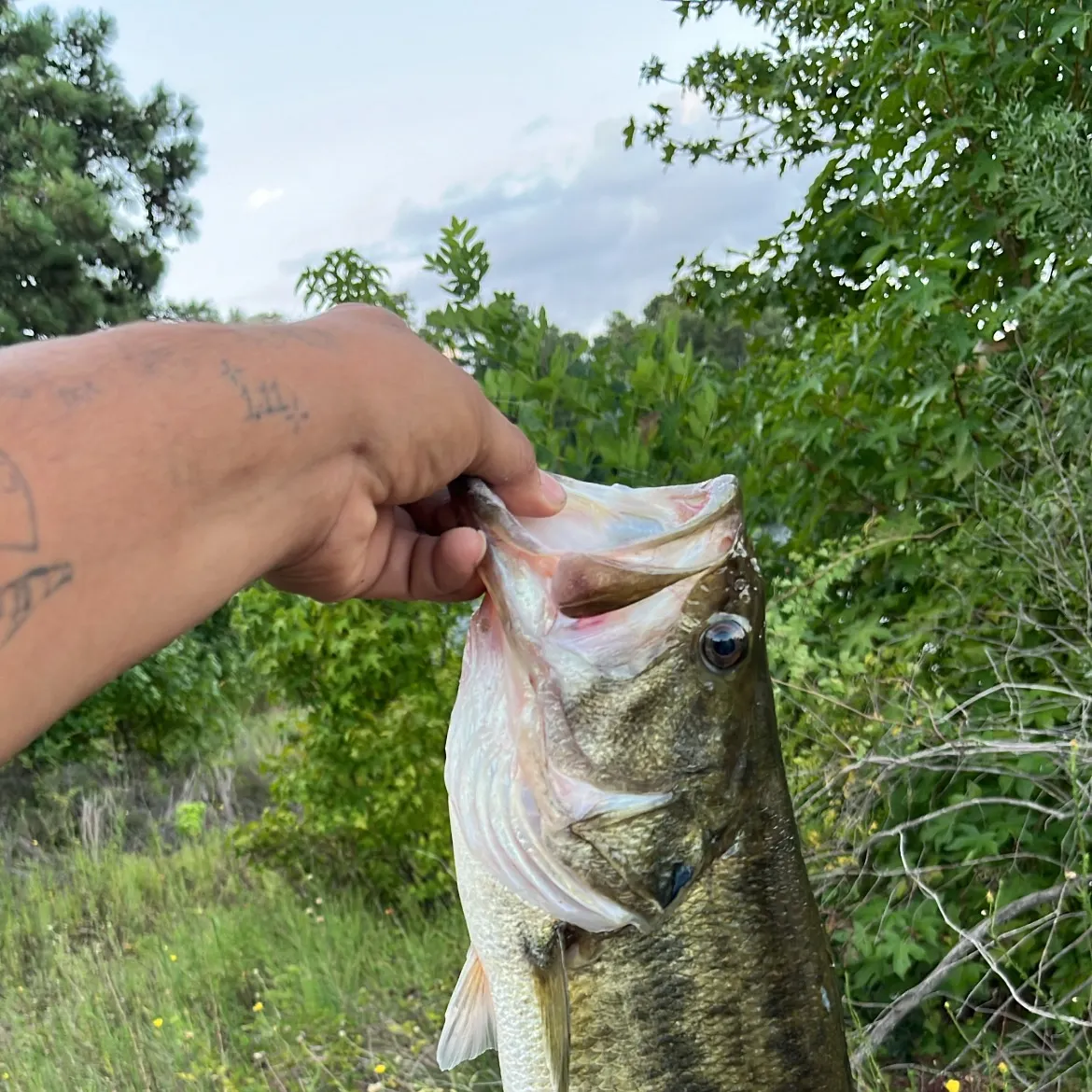 Largemouth bass caught on Fishbrain
