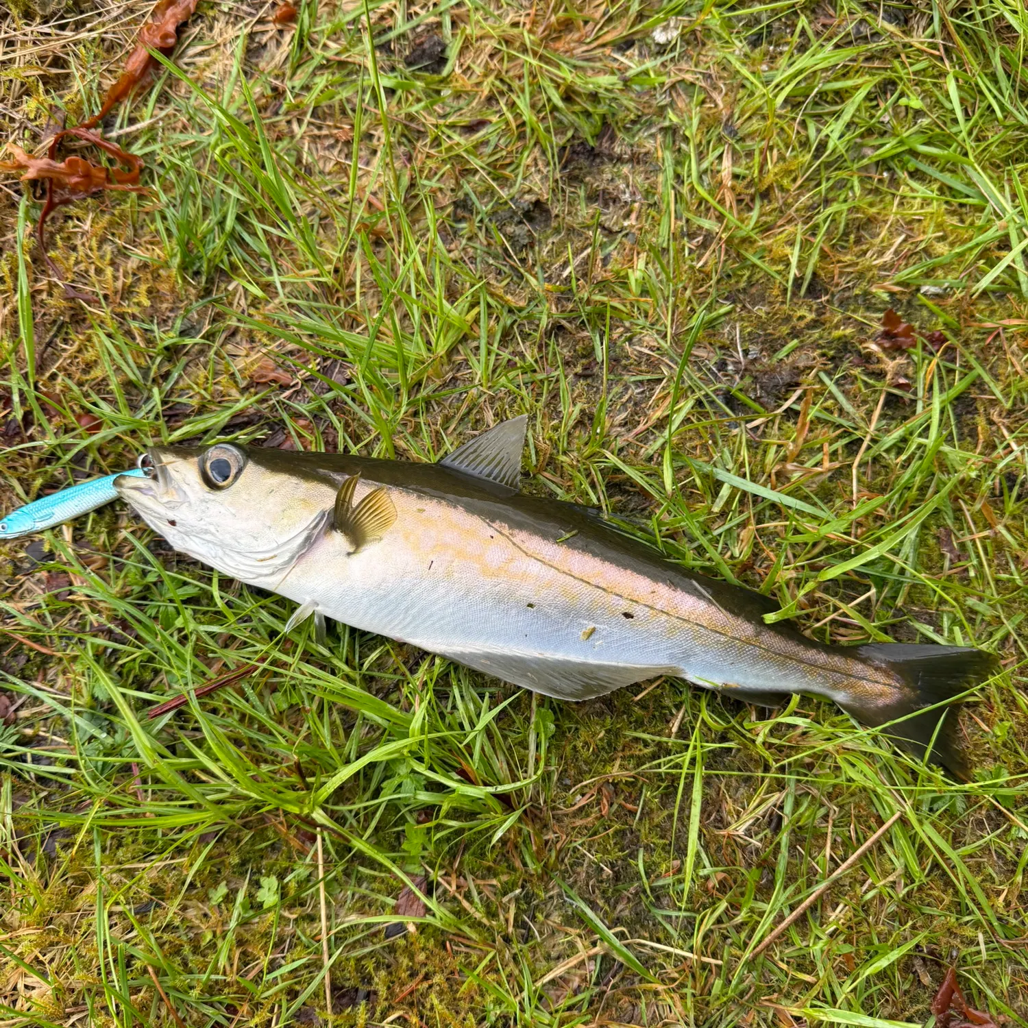 The most recent Pollack catches on Fishbrain