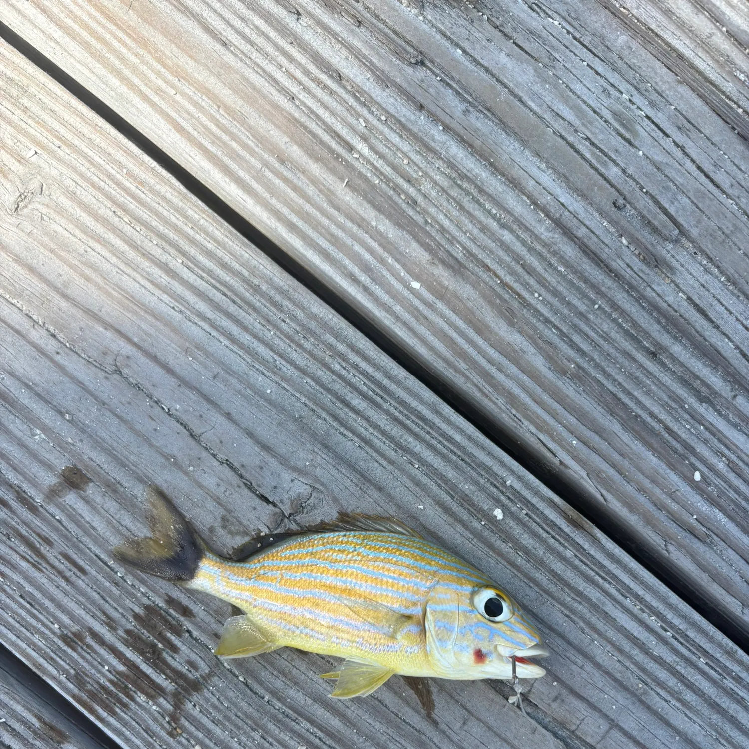 The most recent Bluestriped grunt catches on Fishbrain