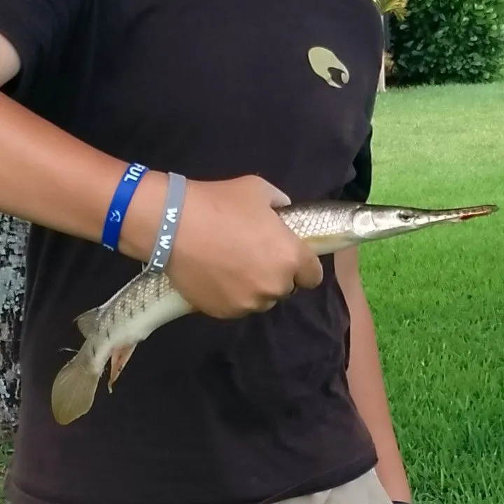 The most recent Florida gar catches on Fishbrain