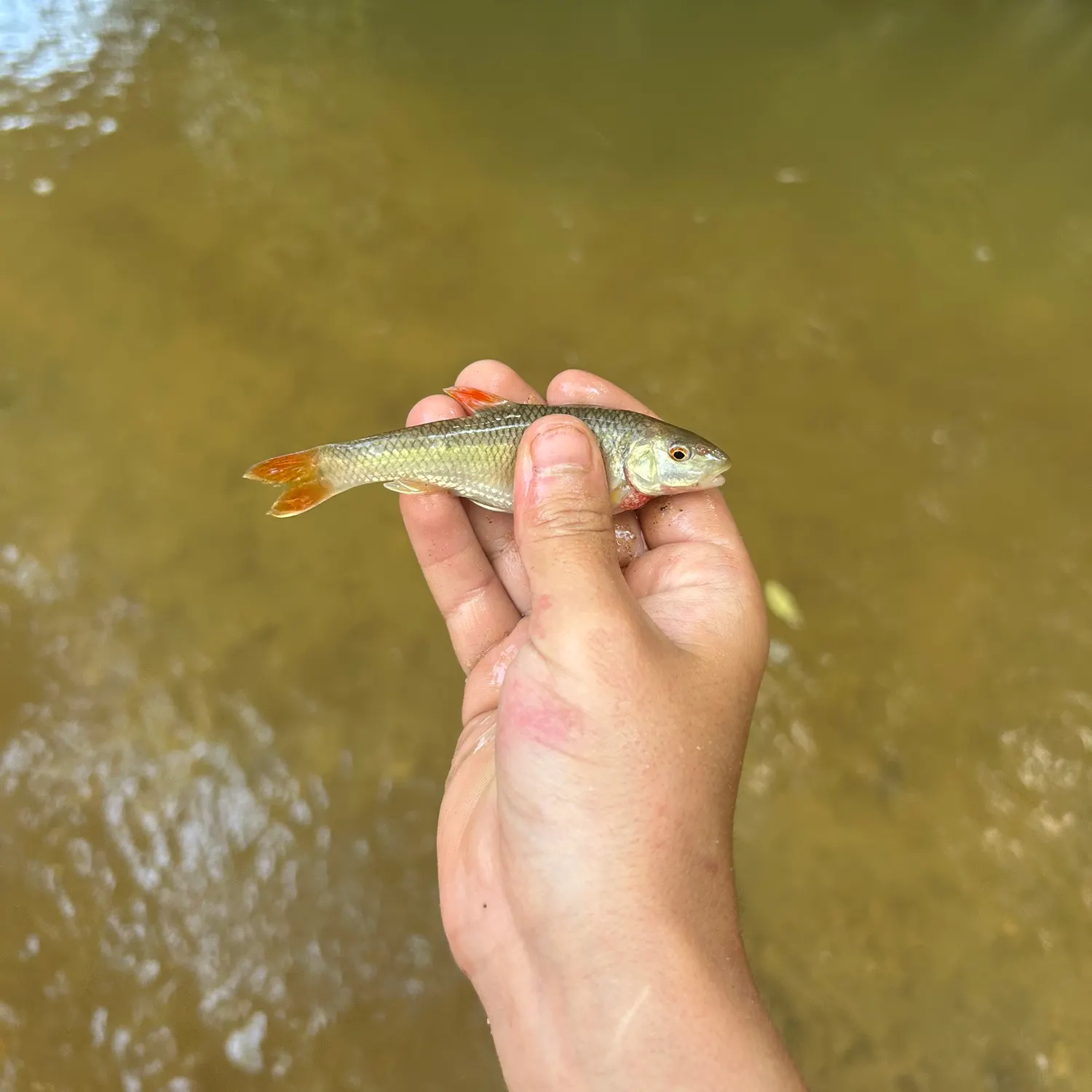 The most recent Redtail chub catches on Fishbrain