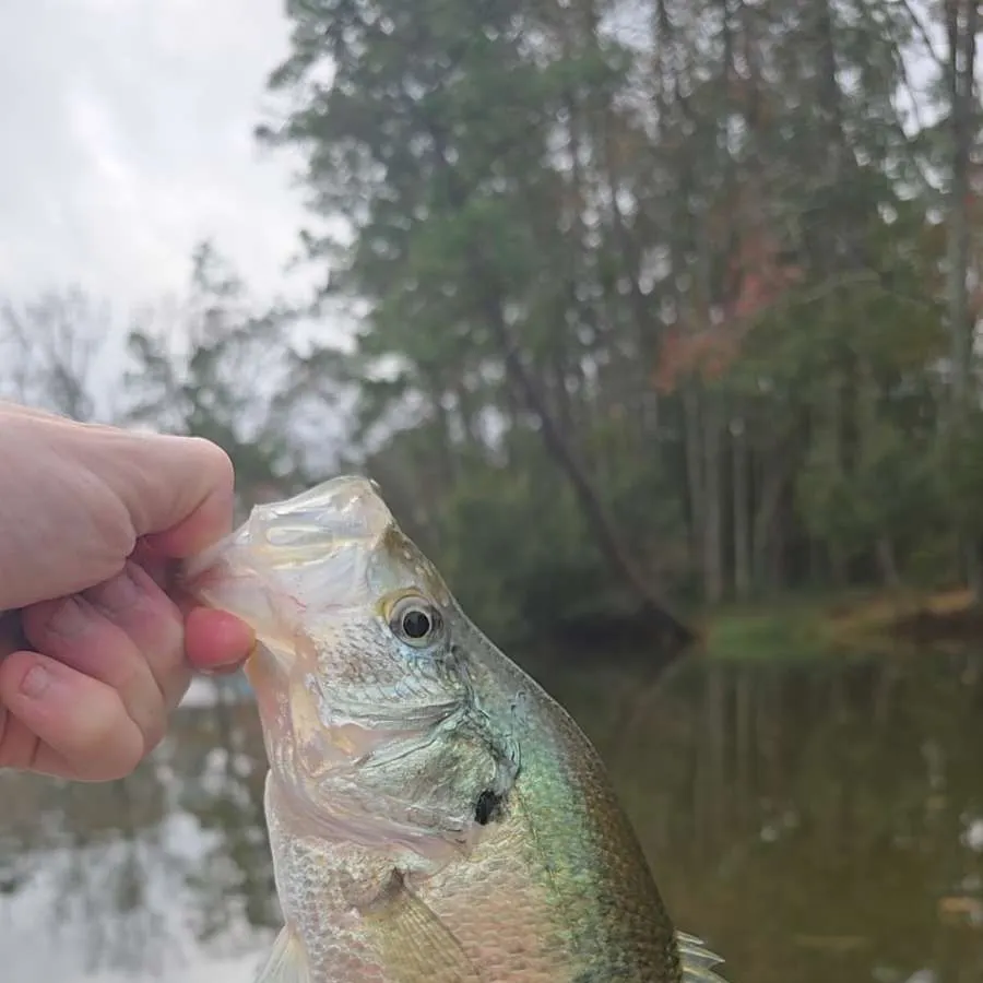 The most recent White crappie catches on Fishbrain