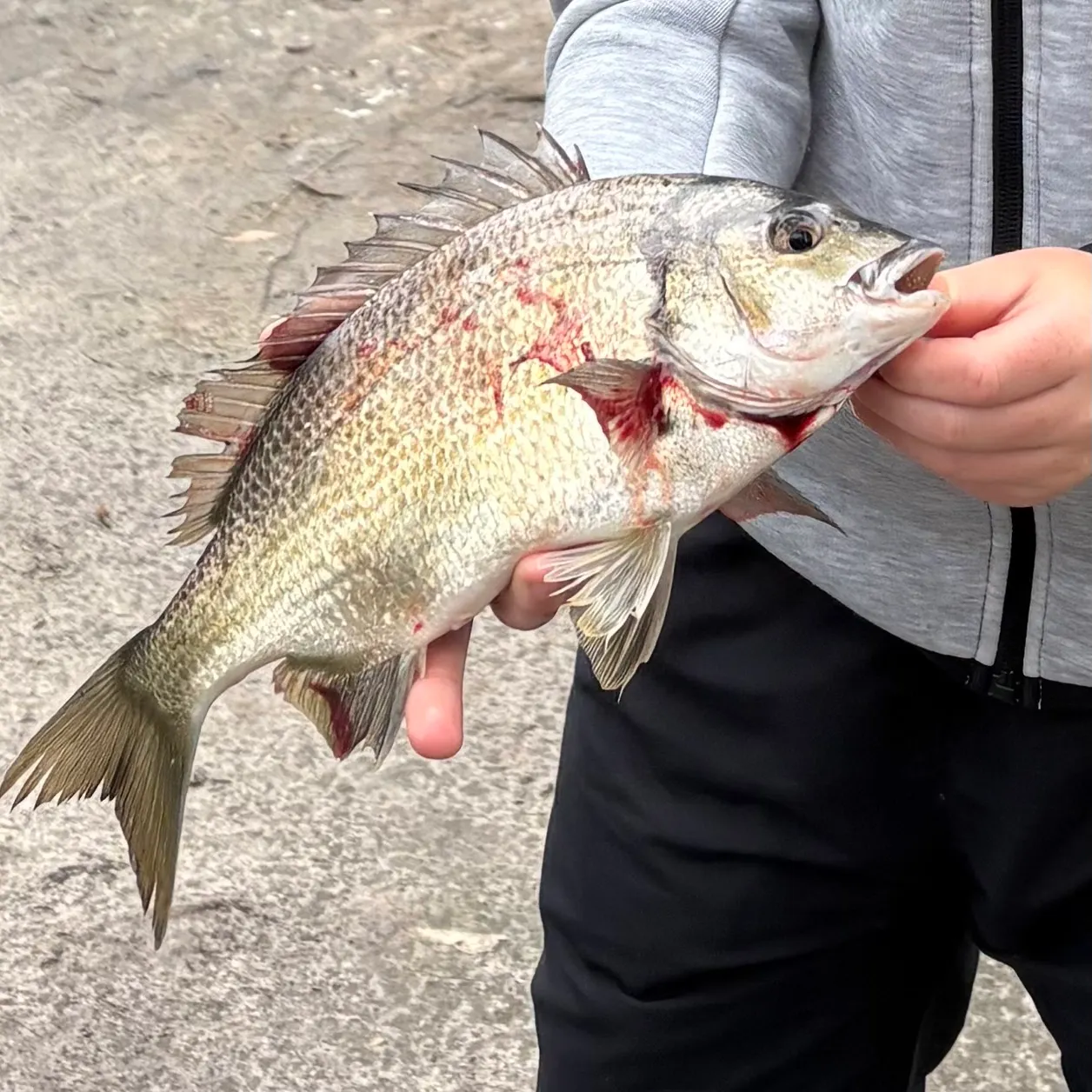 Southern black bream caught on Fishbrain