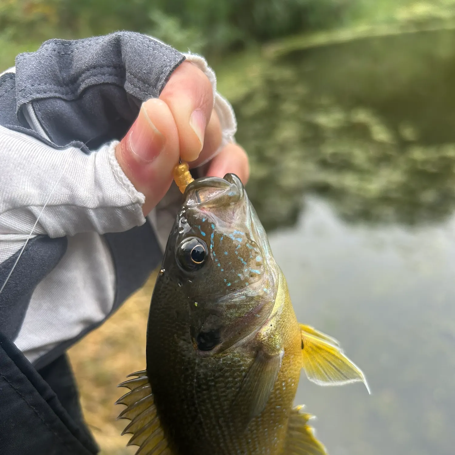 Green sunfish caught on Fishbrain