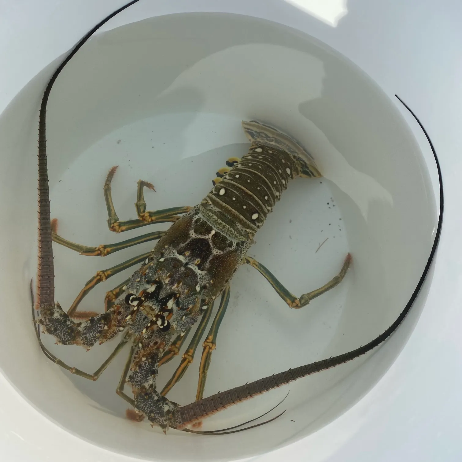 The most recent Caribbean spiny lobster catches on Fishbrain